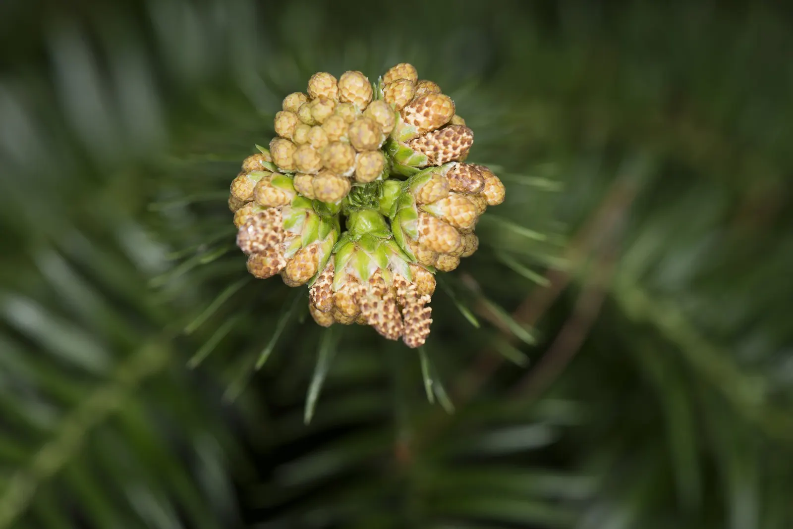 China Fir (Cunninghamia Lanceolata) — The bark adds to the plant's beauty with a reddish-brown tint that peels off in narrow strips