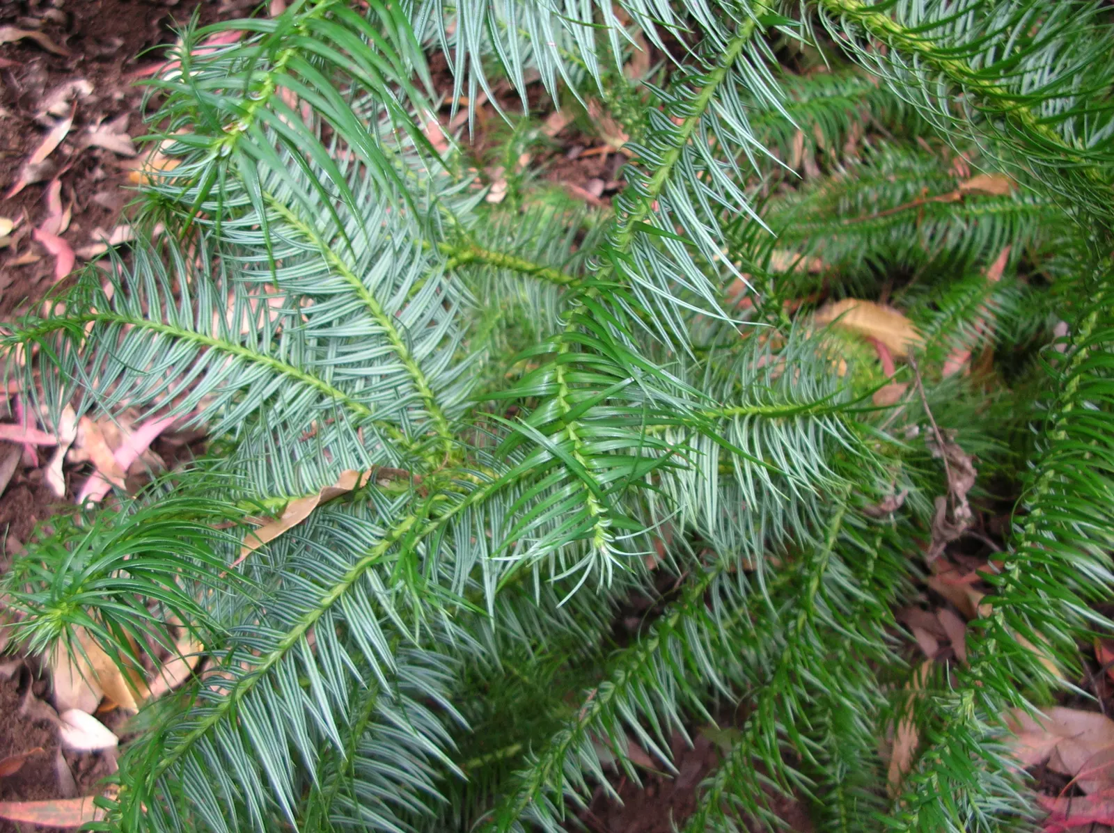 China Fir (Cunninghamia Lanceolata) — arranged in a flattened spiral; it tolerates drought once established, image 64