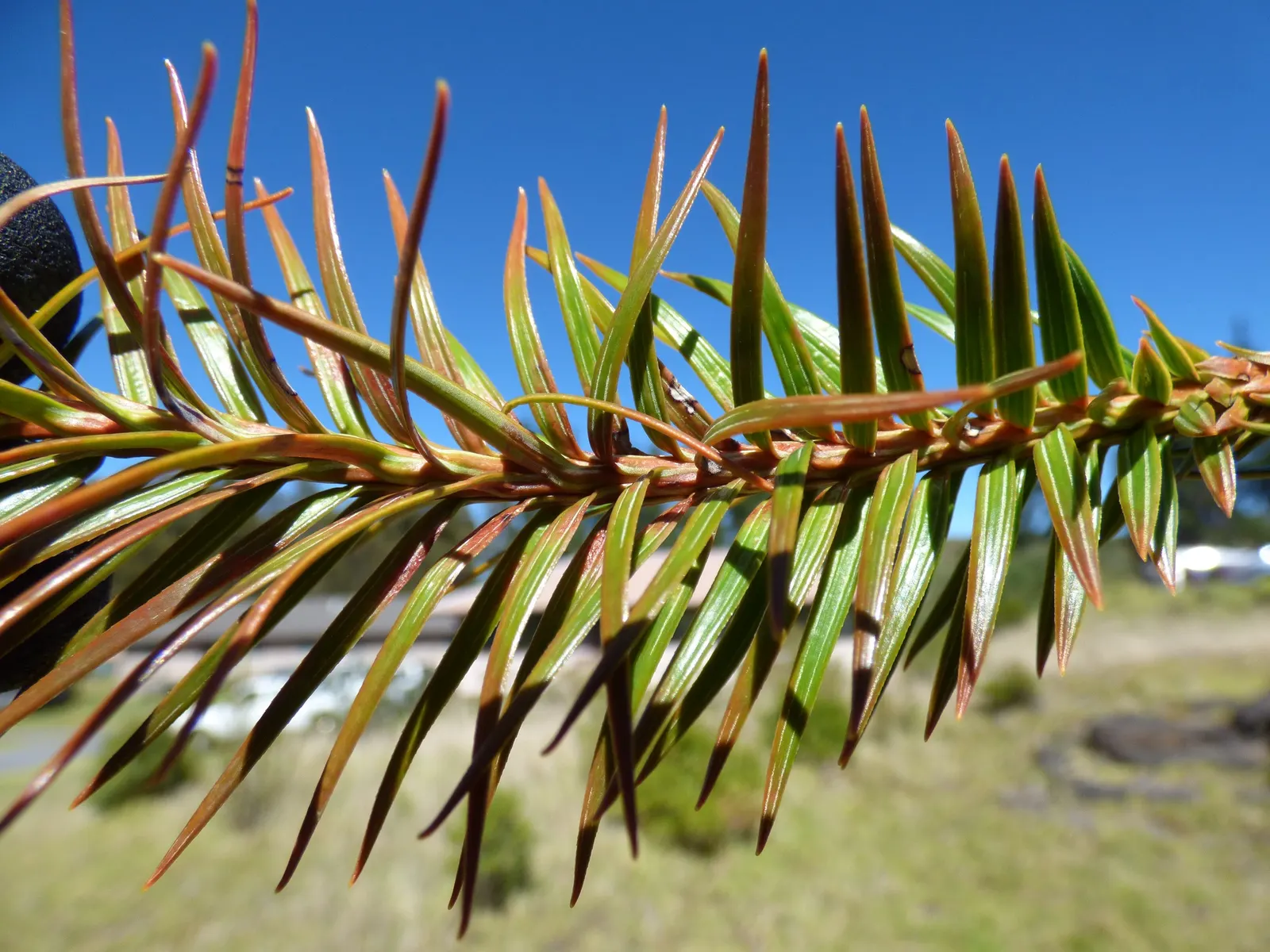 China Fir (Cunninghamia Lanceolata) — consider its potential size and provide ample space for its grand stature; hardy in USDA zones 7 to 9, the, image 69