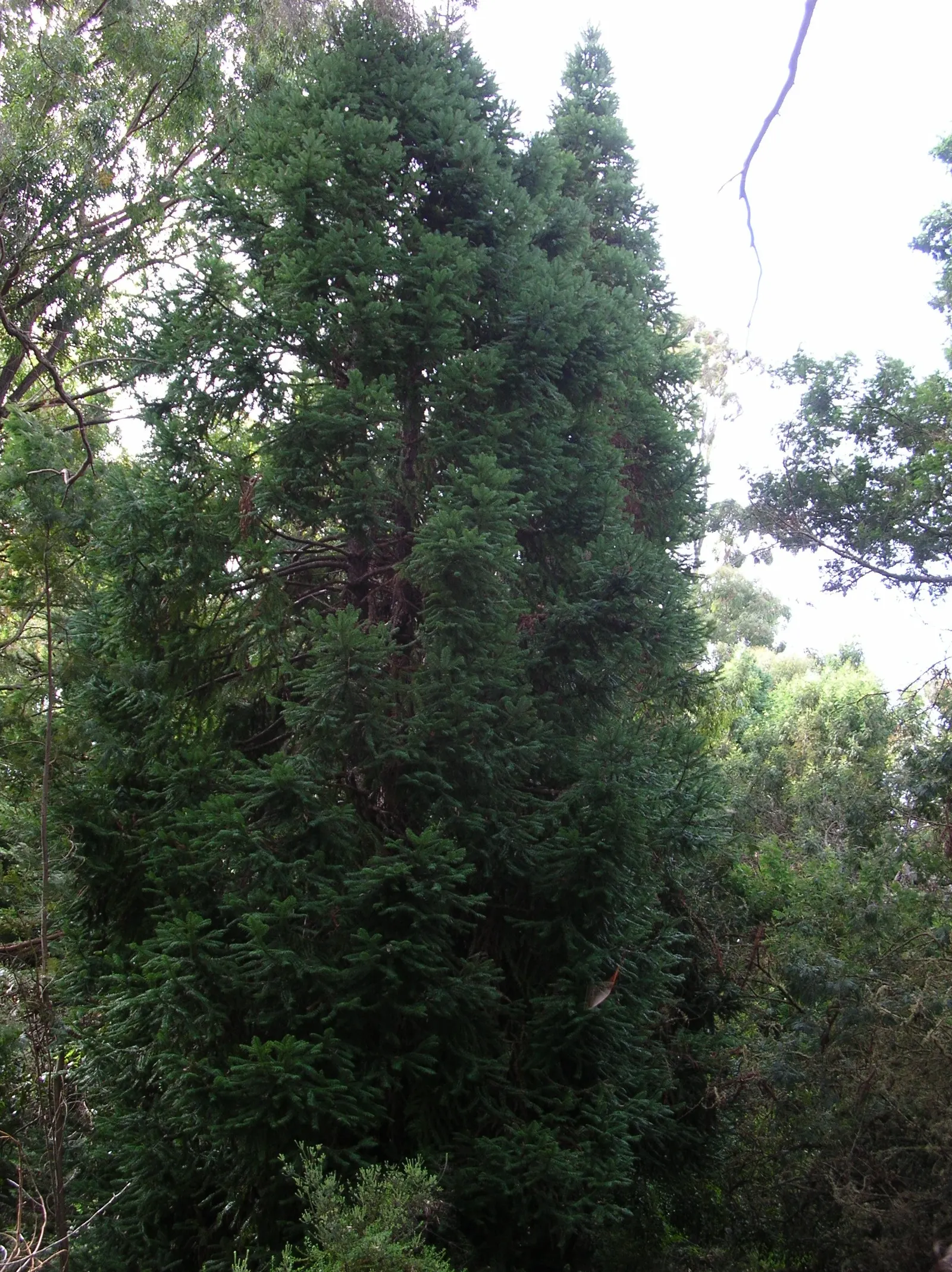 China Fir (Cunninghamia Lanceolata) — It's ideal as a focal point in large yards