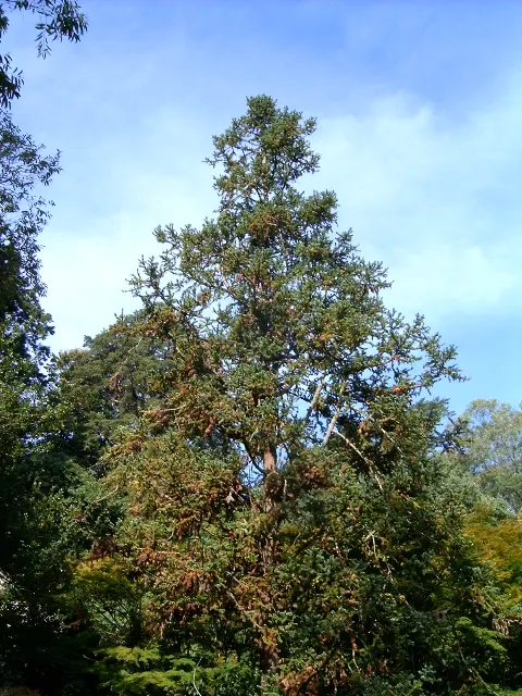 China Fir (Cunninghamia Lanceolata) — Hardy in USDA zones 7-9, this specimen thrives in full sun and well-drained soil; the China Fir, or, image 58