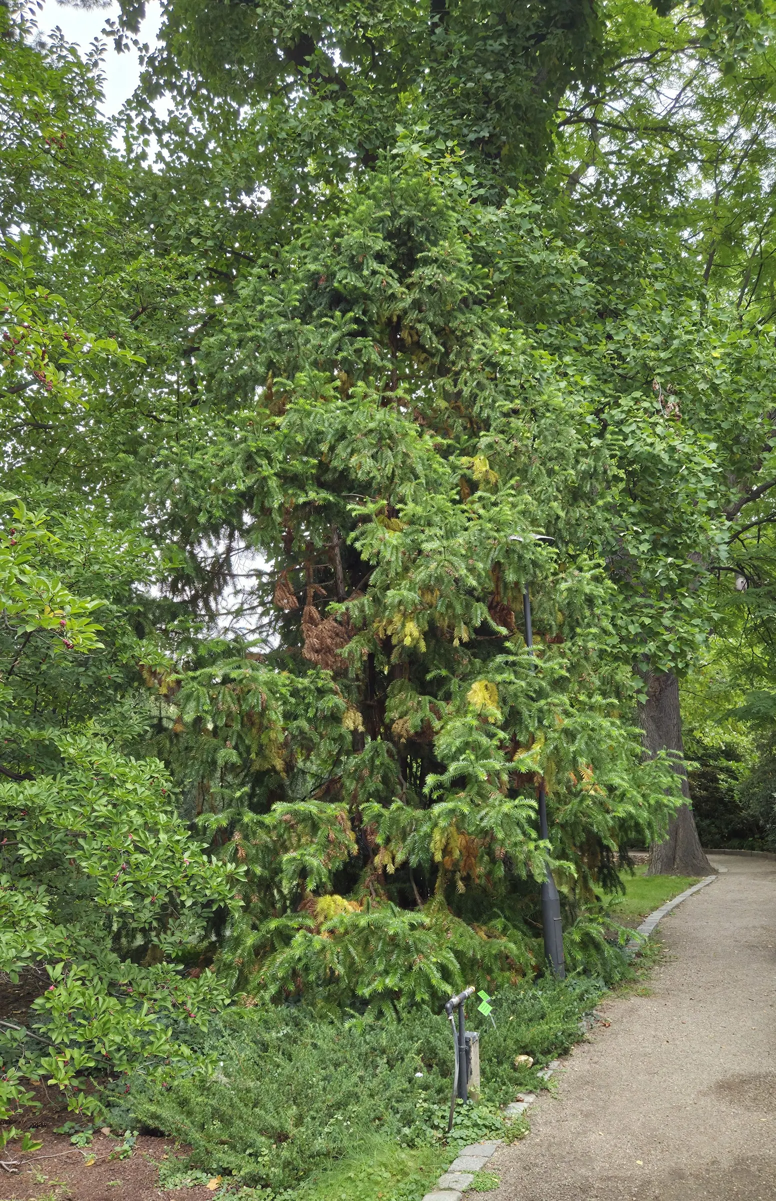 China Fir (Cunninghamia Lanceolata) — offering dense foliage and a commanding presence; composed of lance-shaped leaves that measure up to 3 inches, image 53