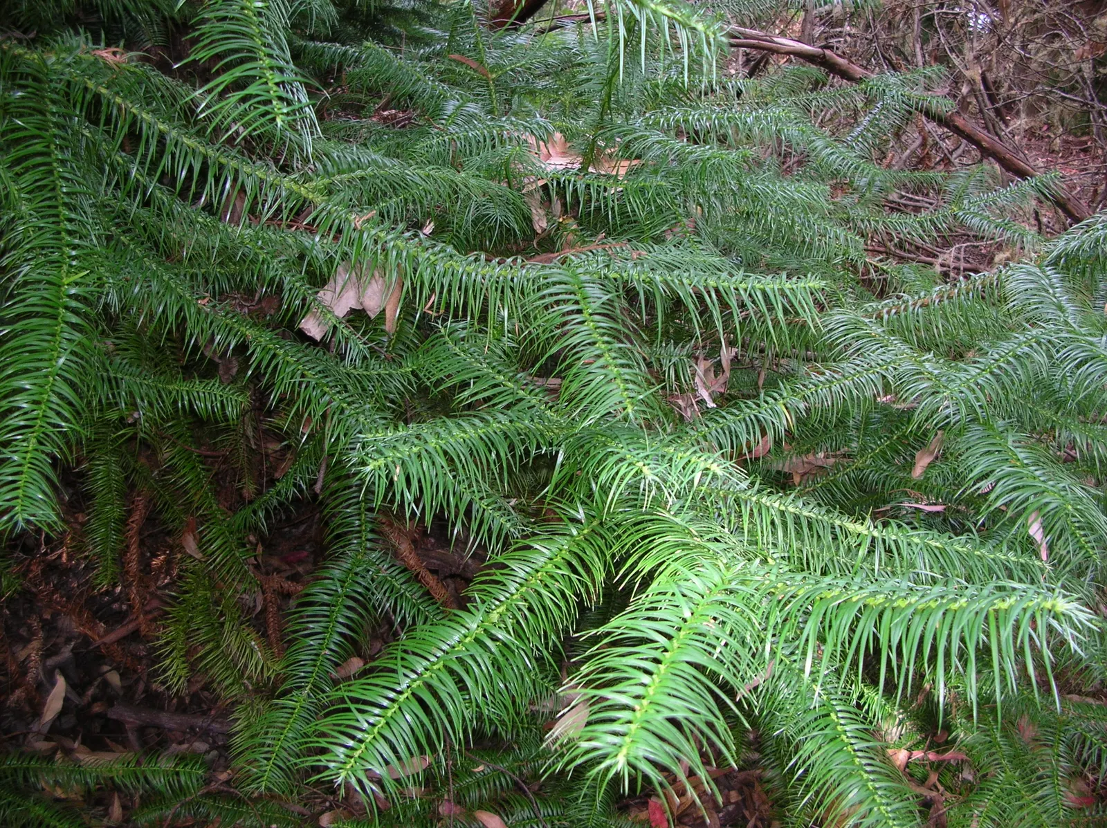 China Fir (Cunninghamia Lanceolata) — composed of lance-shaped leaves that measure up to 3 inches in length