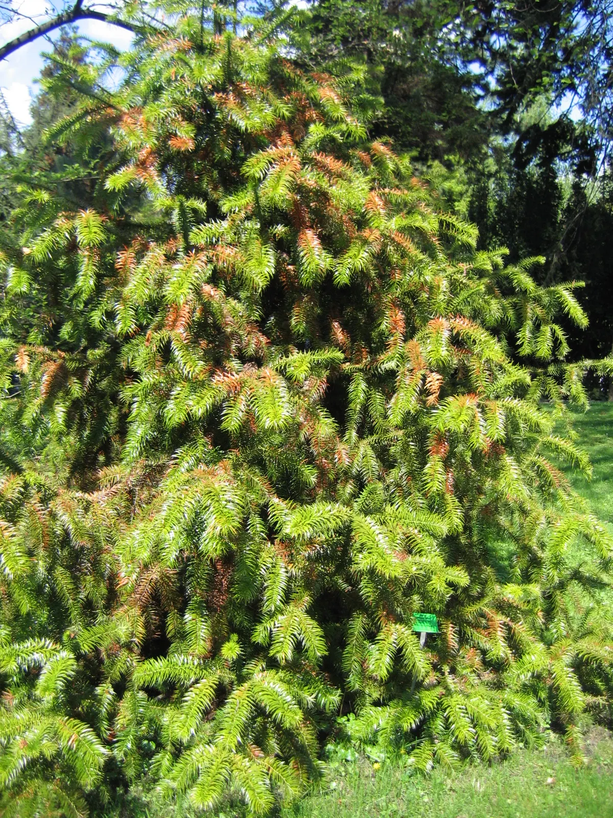 China Fir (Cunninghamia Lanceolata) — conifer / tree for full; consider its potential size and provide ample space for its grand stature, image 54