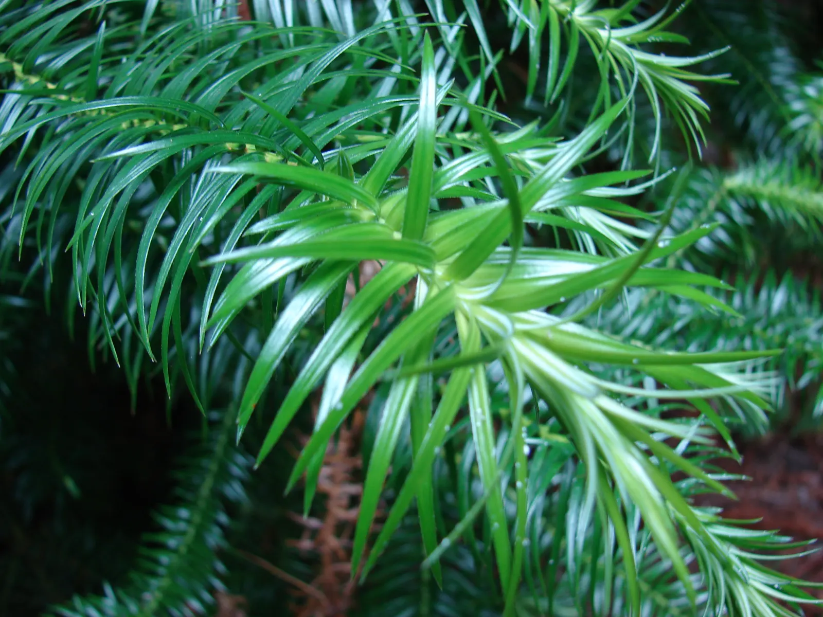 China Fir (Cunninghamia Lanceolata) — Hardy in USDA zones 7 to 9, the China Fir prefers well-drained soils and thrives in full sun or partial, image 66