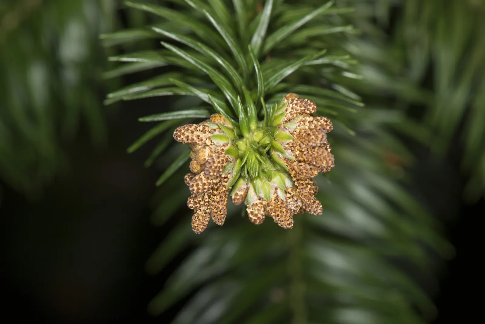 China Fir (Cunninghamia Lanceolata) — reaching heights of 40-70 feet with a spread of 15-30 feet; the bark adds to the plant's beauty with a reddish-brown tint