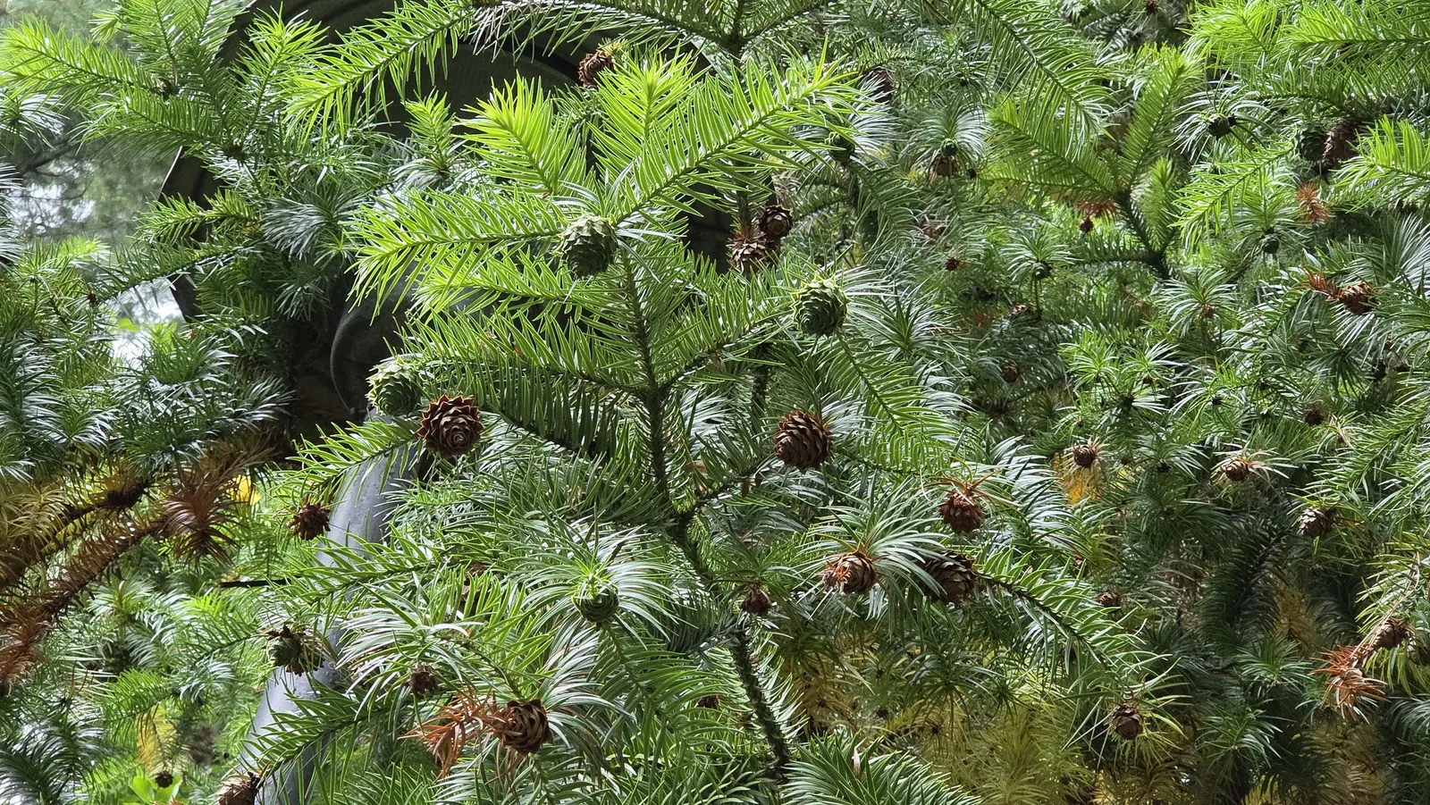 China Fir (Cunninghamia Lanceolata) — Hardy in USDA zones 7-9, this specimen thrives in full sun and well-drained soil; the China Fir, or Cunninghamia
