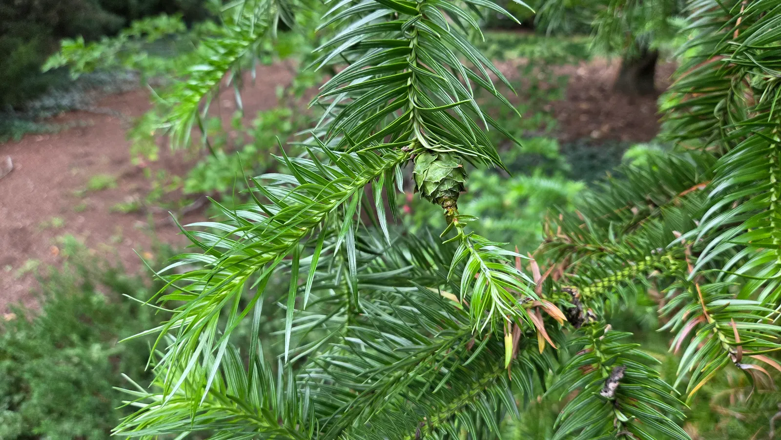 China Fir (Cunninghamia Lanceolata) — offering dense foliage and a commanding presence