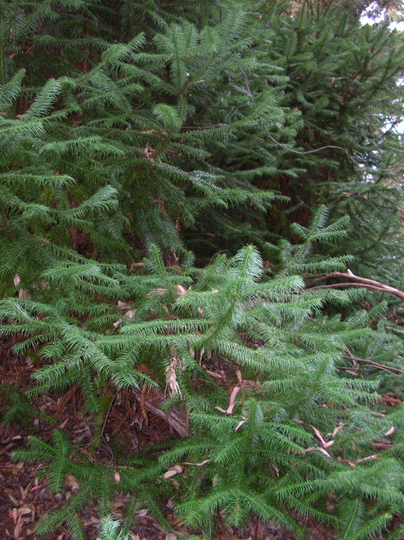 China Fir (Cunninghamia Lanceolata) — It tolerates drought once established