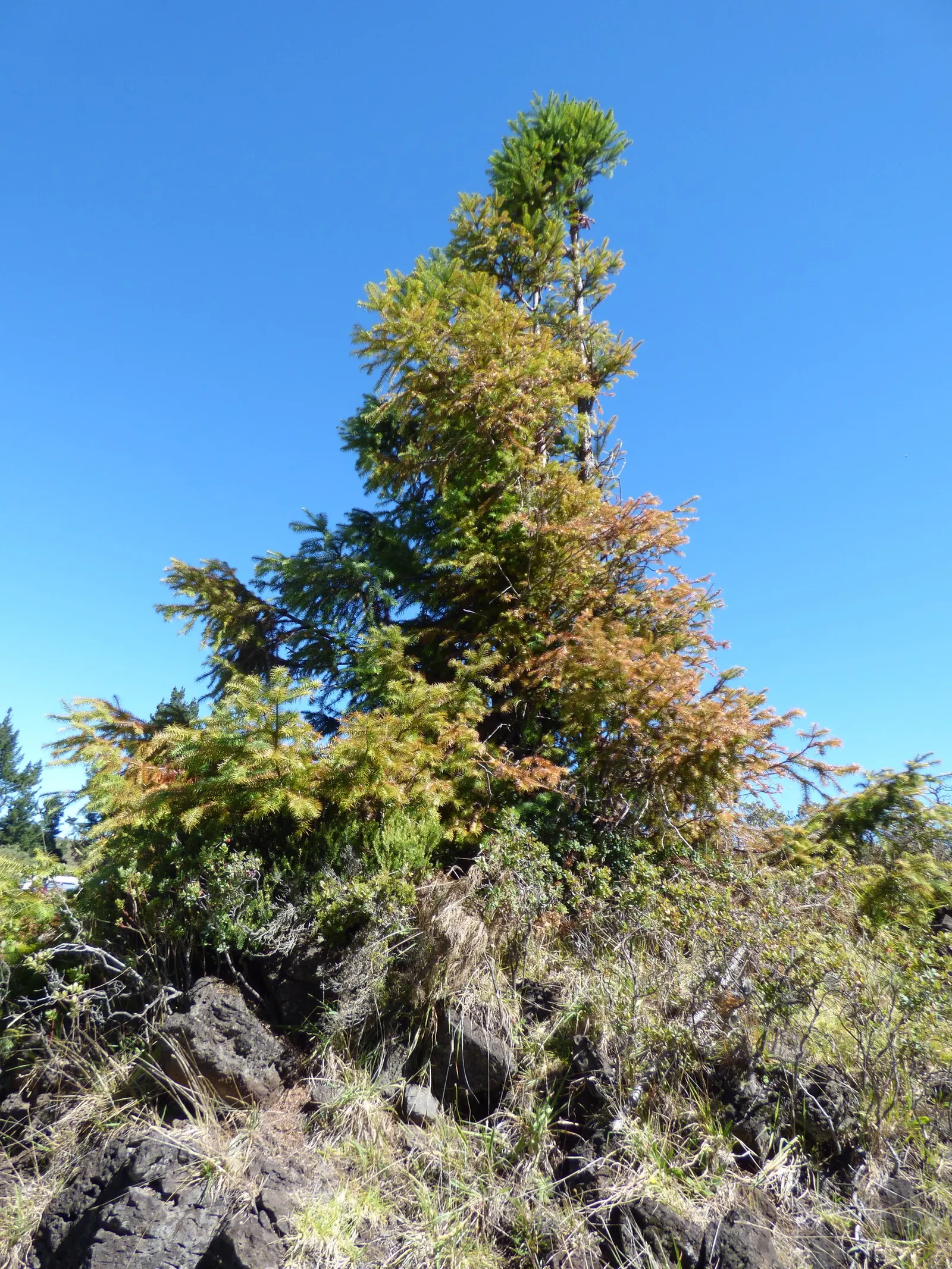 China Fir (Cunninghamia Lanceolata) — offering dense foliage and a commanding presence; composed of lance-shaped leaves that measure up to 3 inches, image 71
