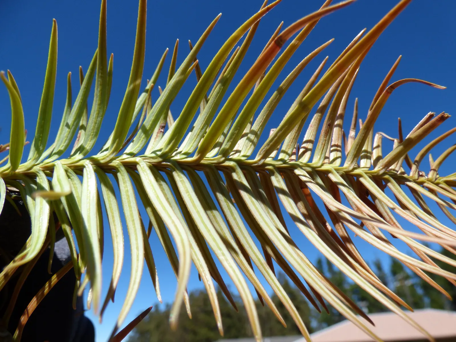 China Fir (Cunninghamia Lanceolata) — reaching heights of 40-70 feet with a spread of 15-30 feet; the bark adds to the plant's beauty with a, image 74