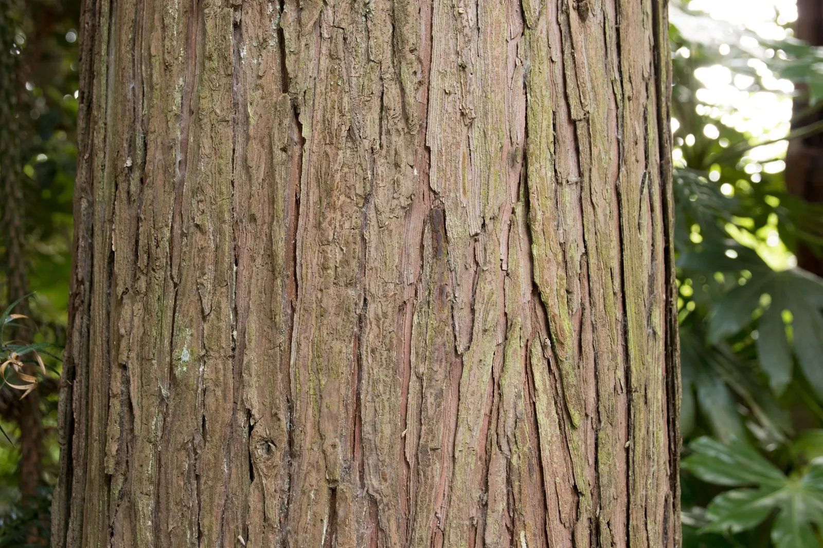 China Fir (Cunninghamia Lanceolata) — providing year-round interest and moderate drought tolerance once established