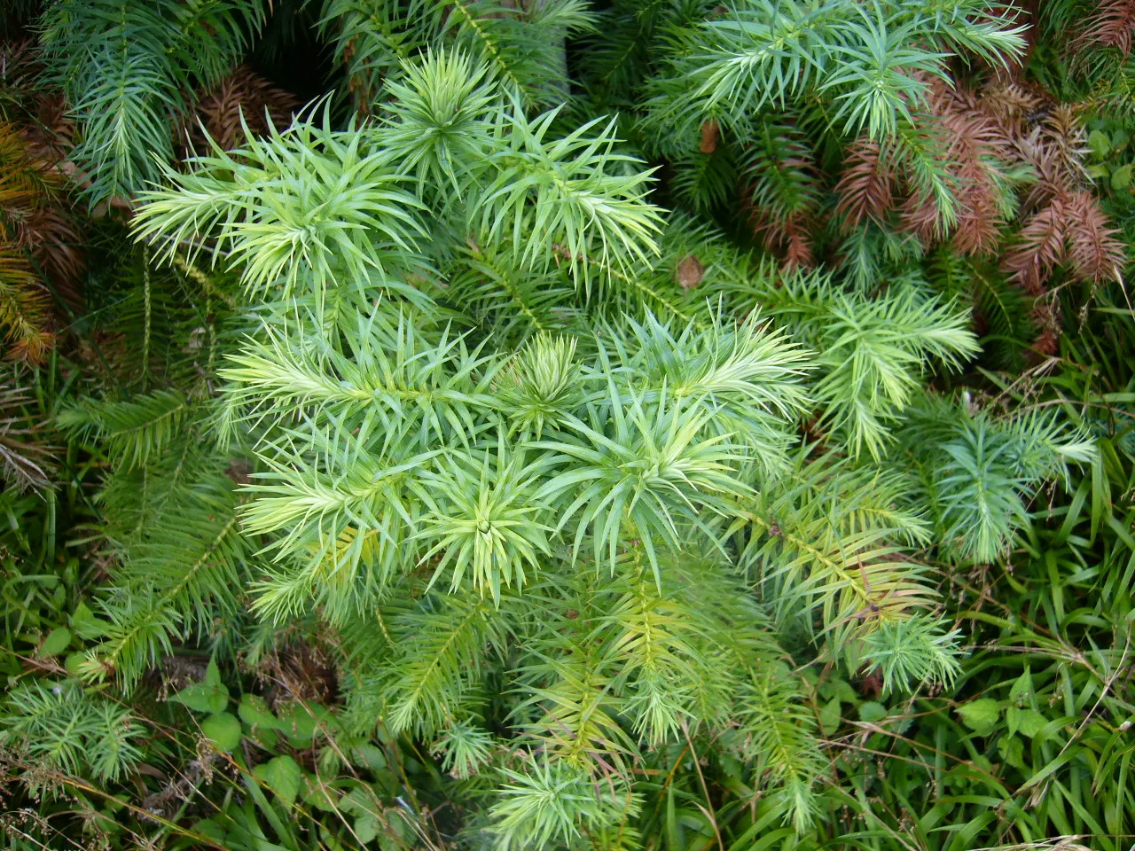 China Fir (Cunninghamia Lanceolata) — providing year-round interest and moderate drought tolerance once established; its lance-shaped, blue-green, image 60