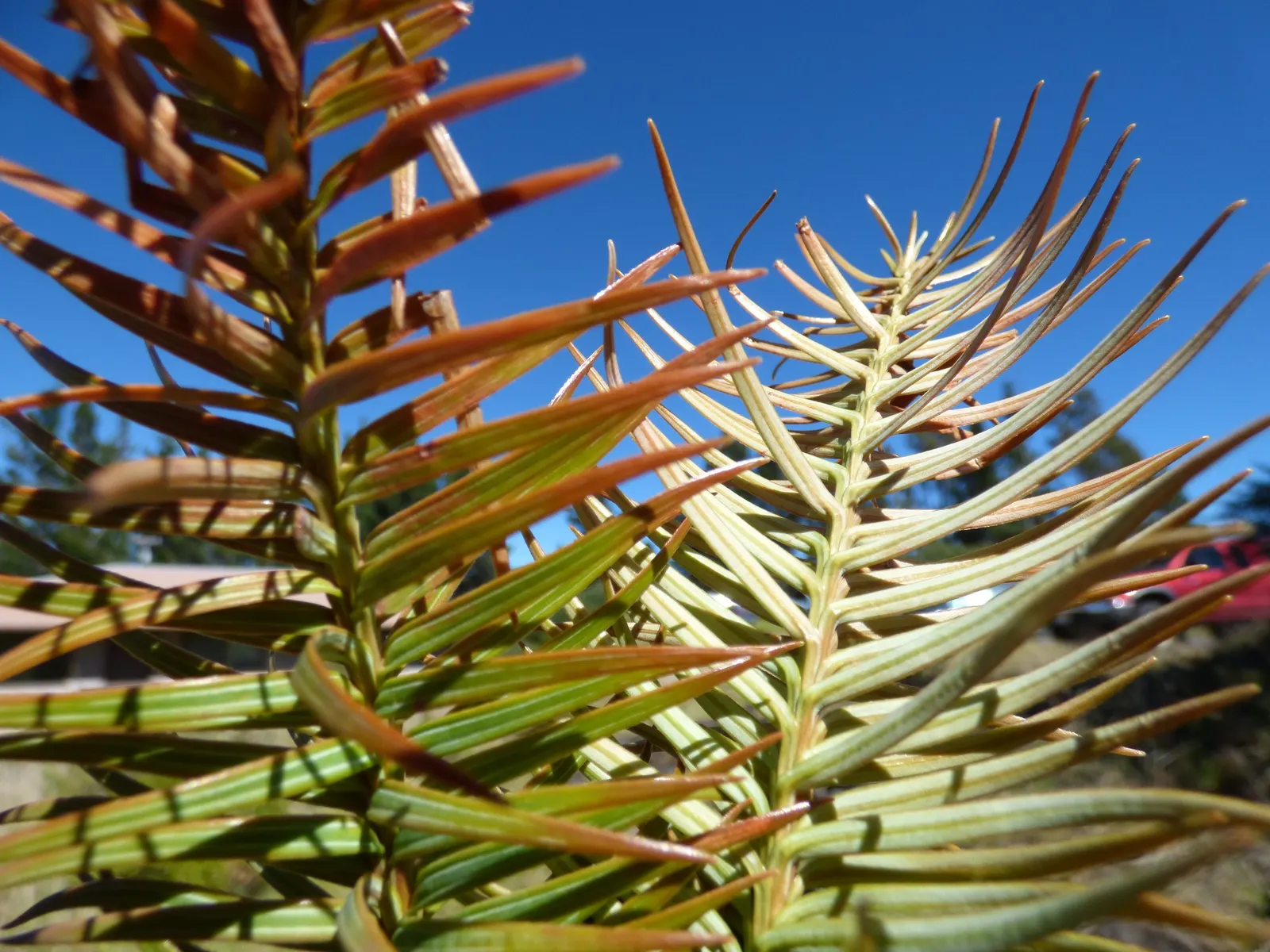 China Fir (Cunninghamia Lanceolata) — is an evergreen conifer majestic in stature; hardy in USDA zones 7-9, this specimen thrives in full sun and, image 73