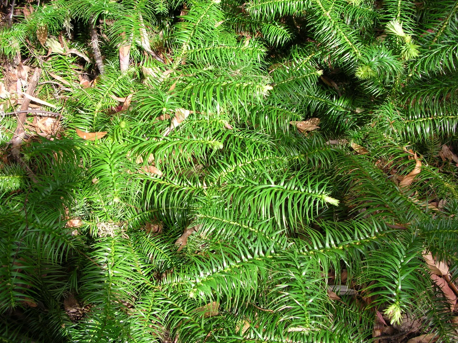 China Fir (Cunninghamia Lanceolata) — Hardy in USDA zones 7-9, this specimen thrives in full sun and well-drained soil