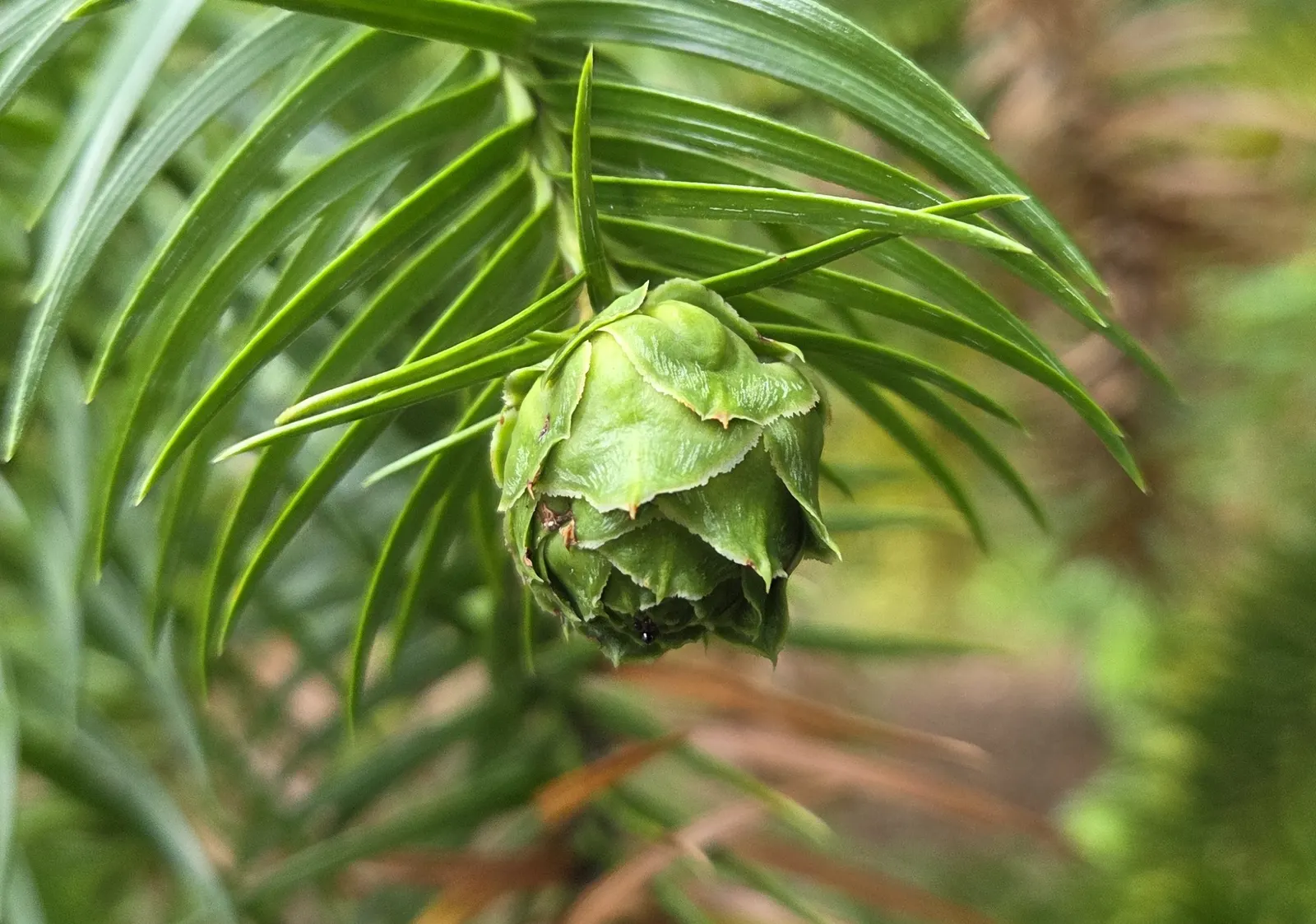 China Fir (Cunninghamia Lanceolata) — is an evergreen conifer majestic in stature; hardy in USDA zones 7-9, this specimen thrives in full sun and, image 55