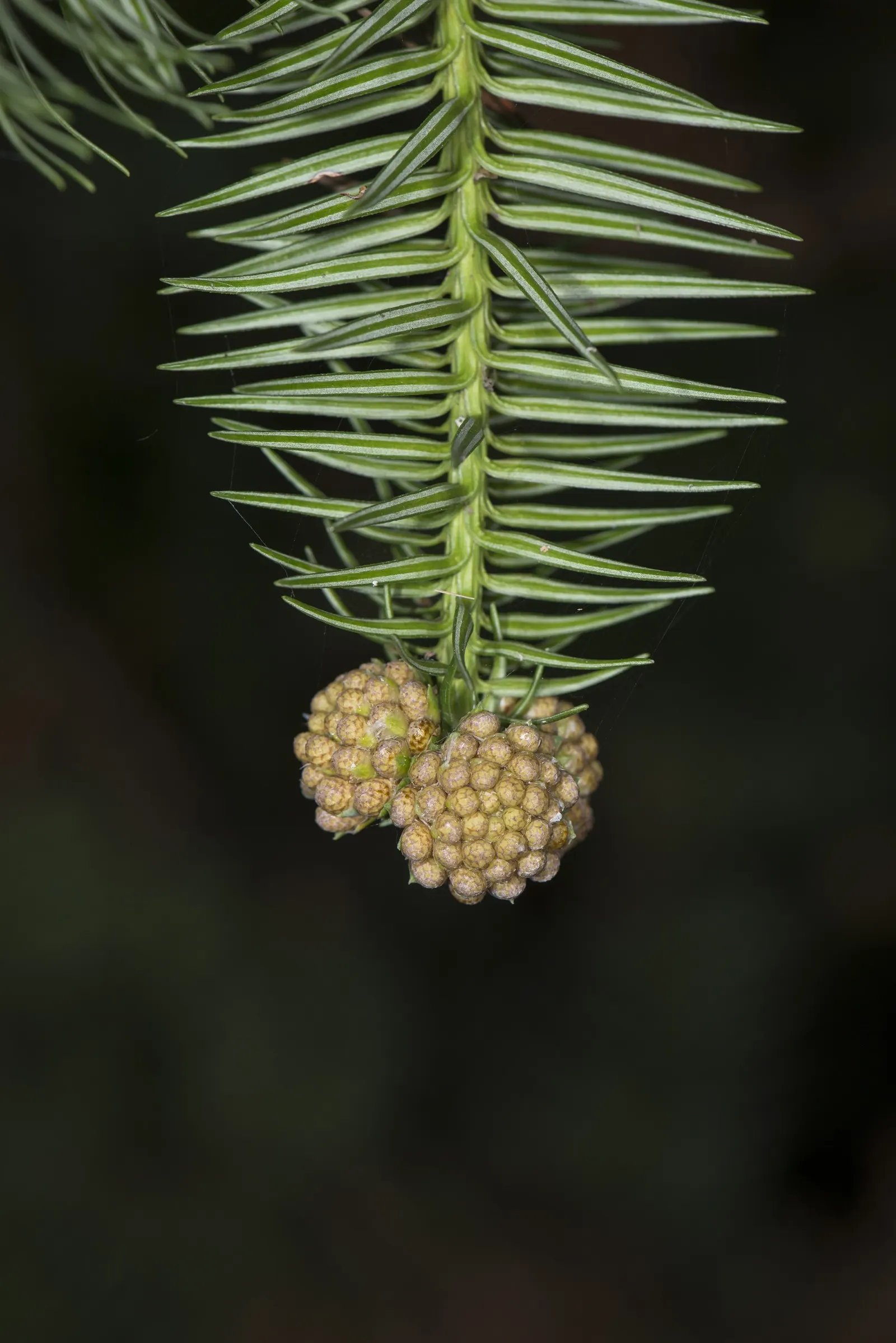 China Fir (Cunninghamia Lanceolata) — reaching heights of 40-70 feet with a spread of 15-30 feet; the bark adds to the plant's beauty with a, image 56