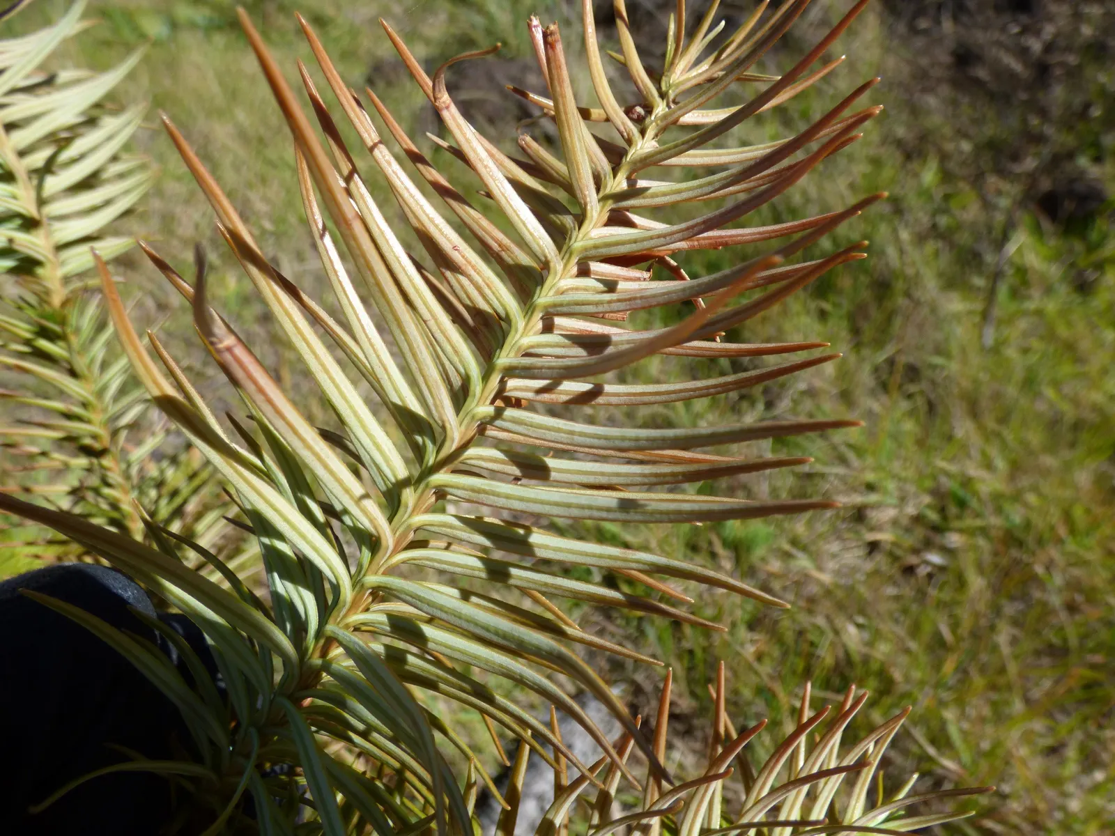China Fir (Cunninghamia Lanceolata) — arranged in a flattened spiral; it tolerates drought once established, image 46