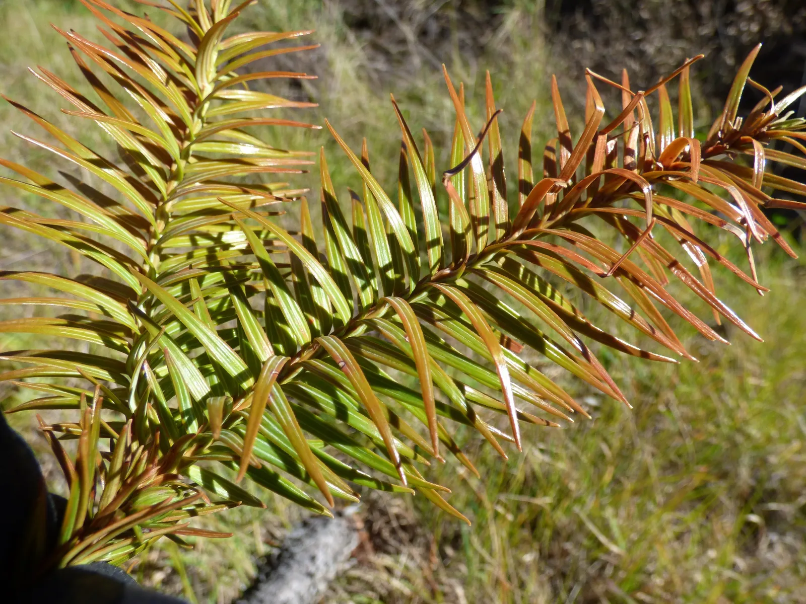 China Fir (Cunninghamia Lanceolata) — It's ideal as a focal point in large yards; is an evergreen conifer majestic in stature, image 70