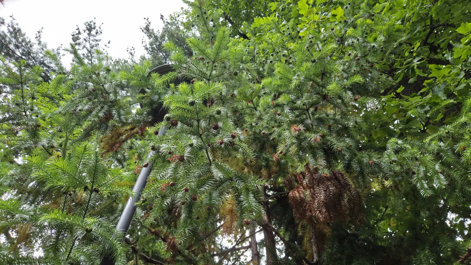 China Fir (Cunninghamia Lanceolata) — Hardy in USDA zones 7 to 9, the China Fir prefers well-drained soils and thrives in full sun or partial shade