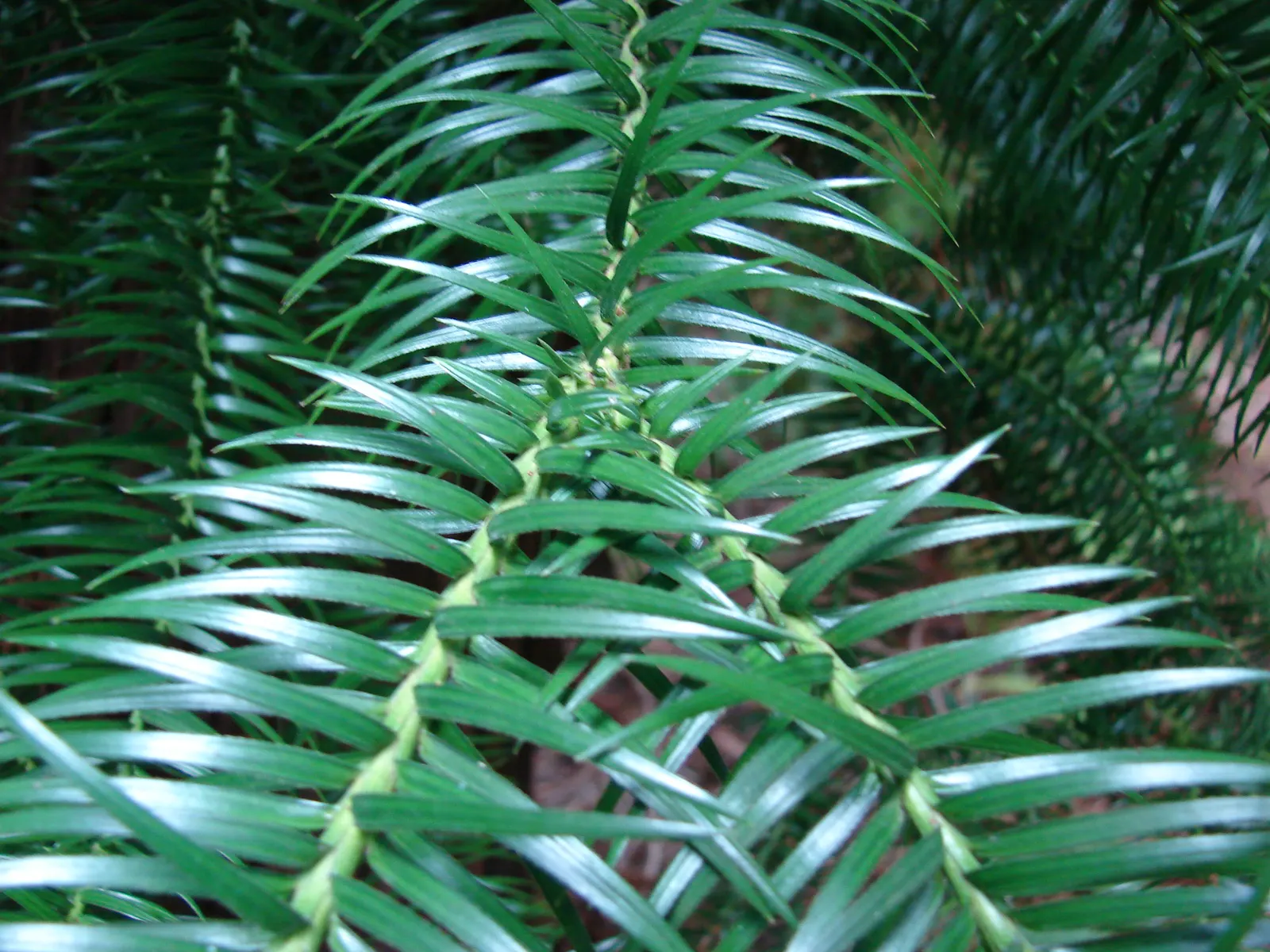 China Fir (Cunninghamia Lanceolata) — composed of lance-shaped leaves that measure up to 3 inches in length; offering dense foliage and a, image 62