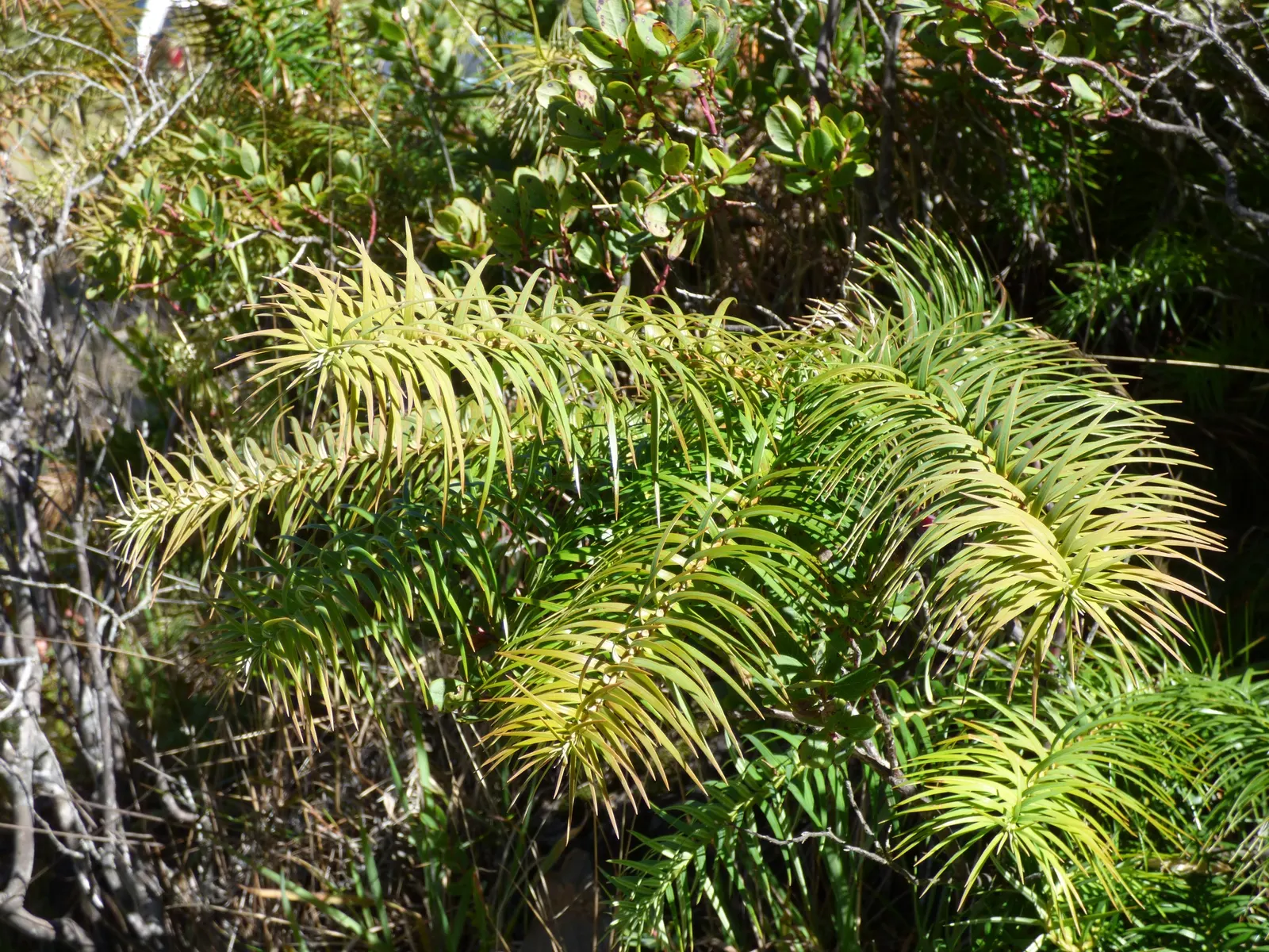 China Fir (Cunninghamia Lanceolata) — conifer / tree for full; consider its potential size and provide ample space for its grand stature, image 72