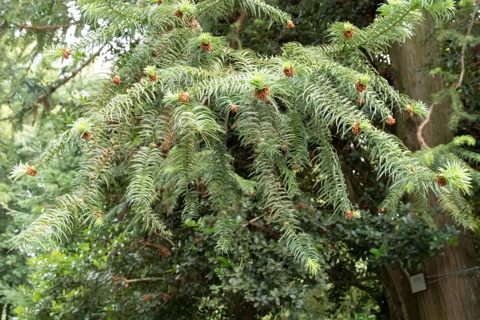China Fir (Cunninghamia Lanceolata) — Its lance-shaped, blue-green leaves add a unique texture, while the conical form exudes elegance; conifer /, image 57