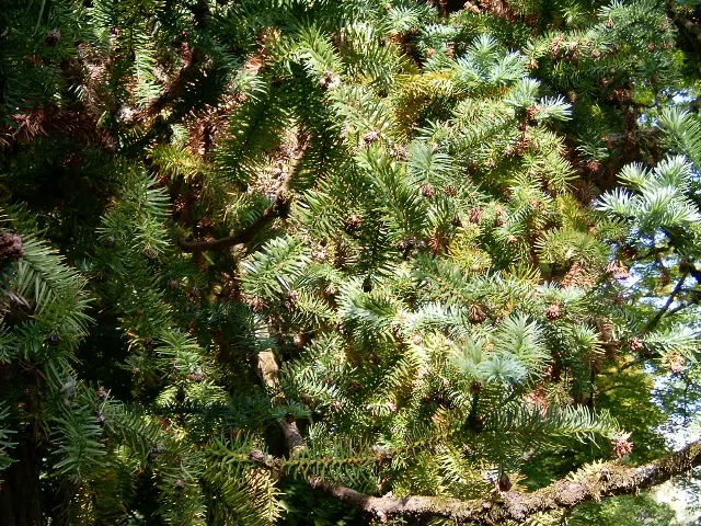 China Fir (Cunninghamia Lanceolata) — The China Fir, or Cunninghamia lanceolata, is an evergreen conifer native to China and neighboring countries, image 61