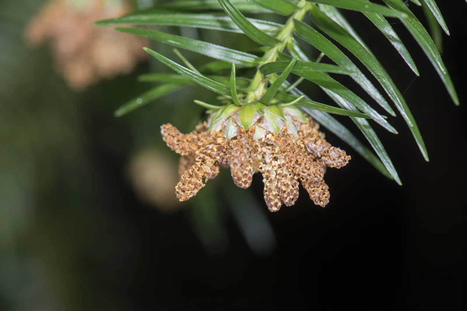 China Fir (Cunninghamia Lanceolata) — gracefully adorns the branches with a deep; providing year-round interest and moderate drought tolerance once established