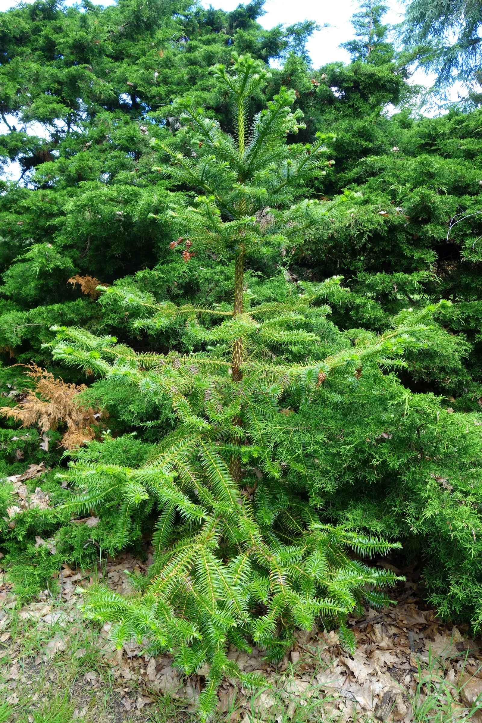 China Fir (Cunninghamia Lanceolata) — It tolerates drought once established; it's ideal as a focal point in large yards, image 49