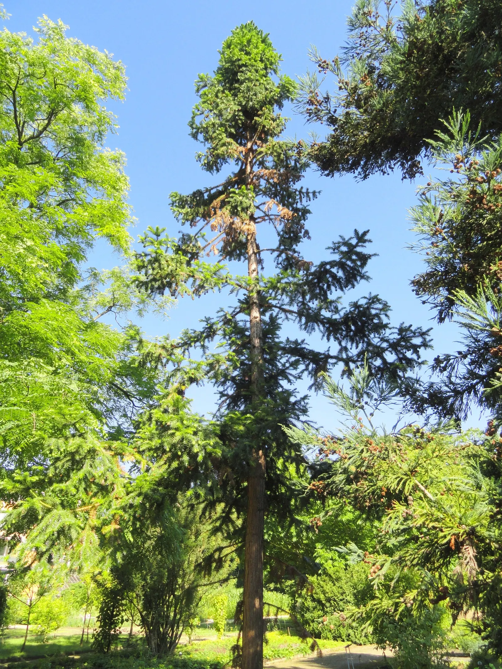 China Fir (Cunninghamia Lanceolata) — It's ideal as a focal point in large yards; is an evergreen conifer majestic in stature, image 52