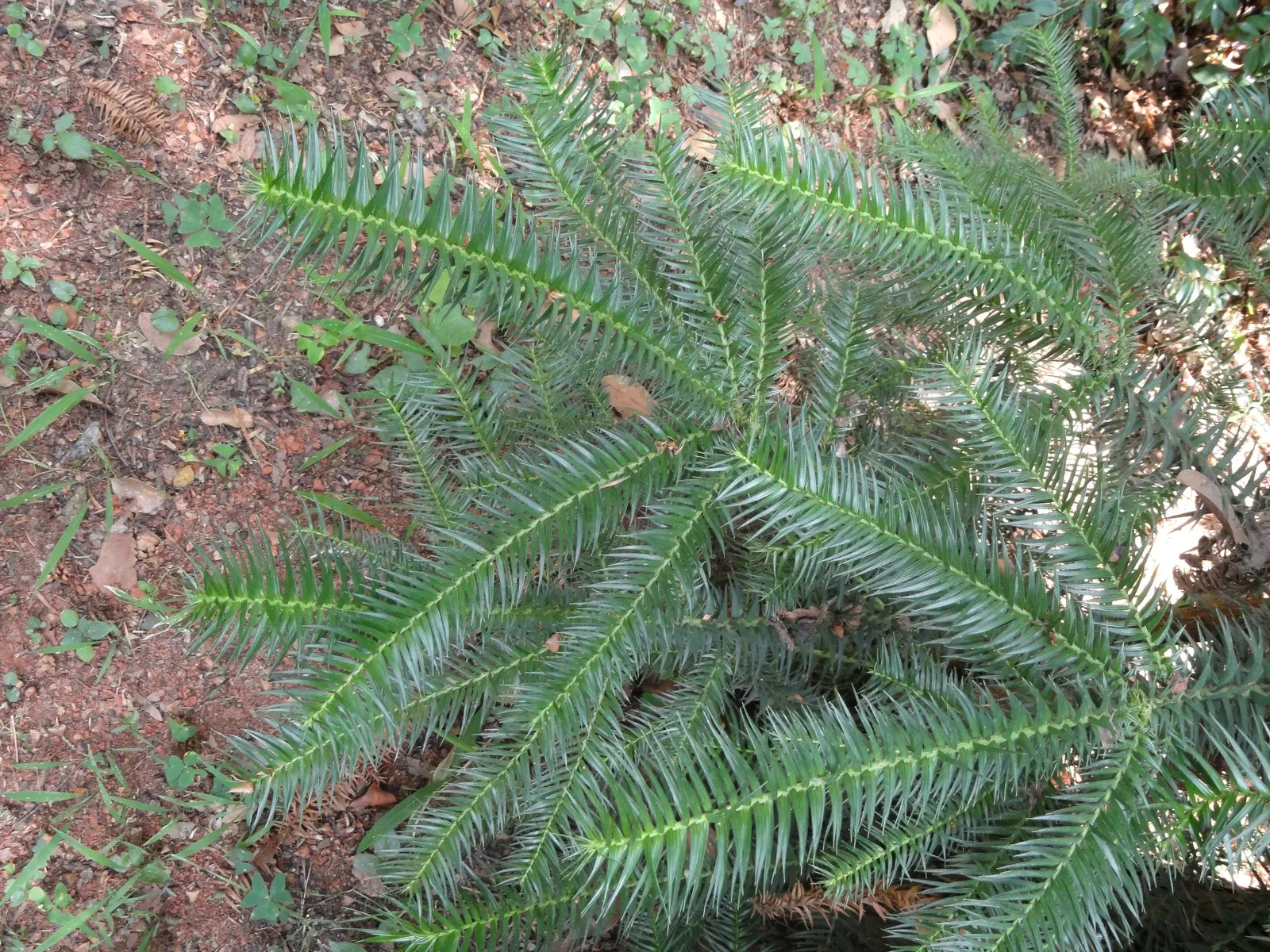 China Fir (Cunninghamia Lanceolata) — is an evergreen conifer majestic in stature; hardy in USDA zones 7-9, this specimen thrives in full sun and well-drained