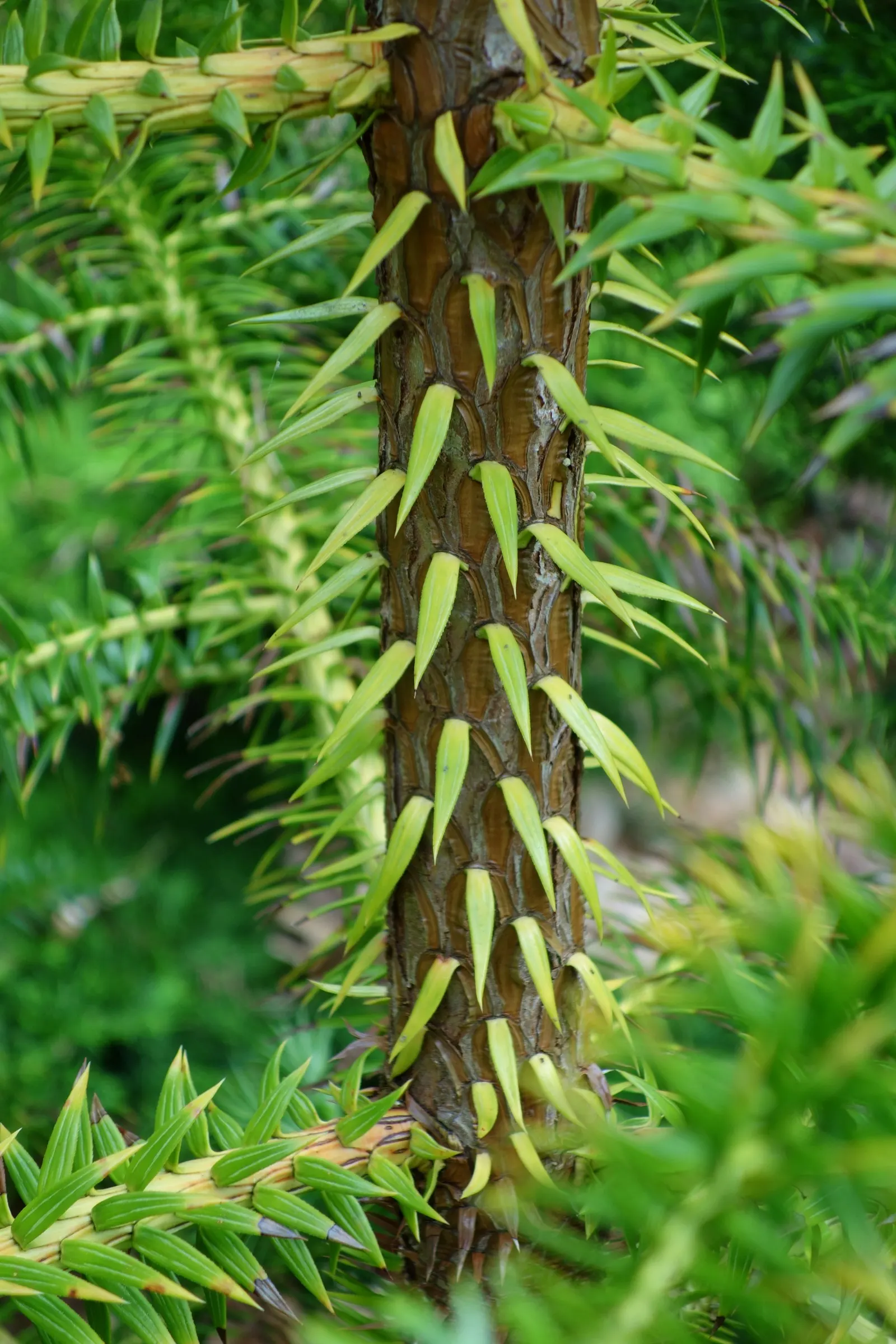 China Fir (Cunninghamia Lanceolata) — Hardy in USDA zones 7 to 9, the China Fir prefers well-drained soils and thrives in full sun or partial, image 48