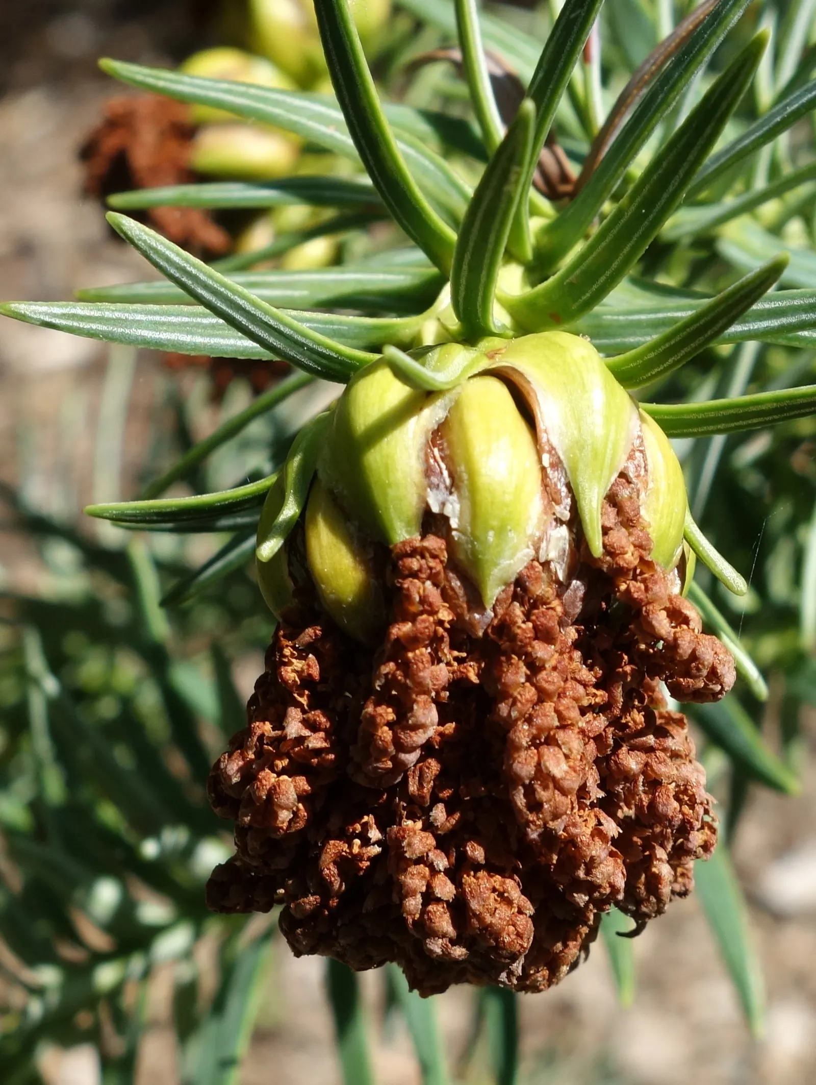 China Fir (Cunninghamia Lanceolata) — consider its potential size and provide ample space for its grand stature; hardy in USDA zones 7 to 9, the, image 51