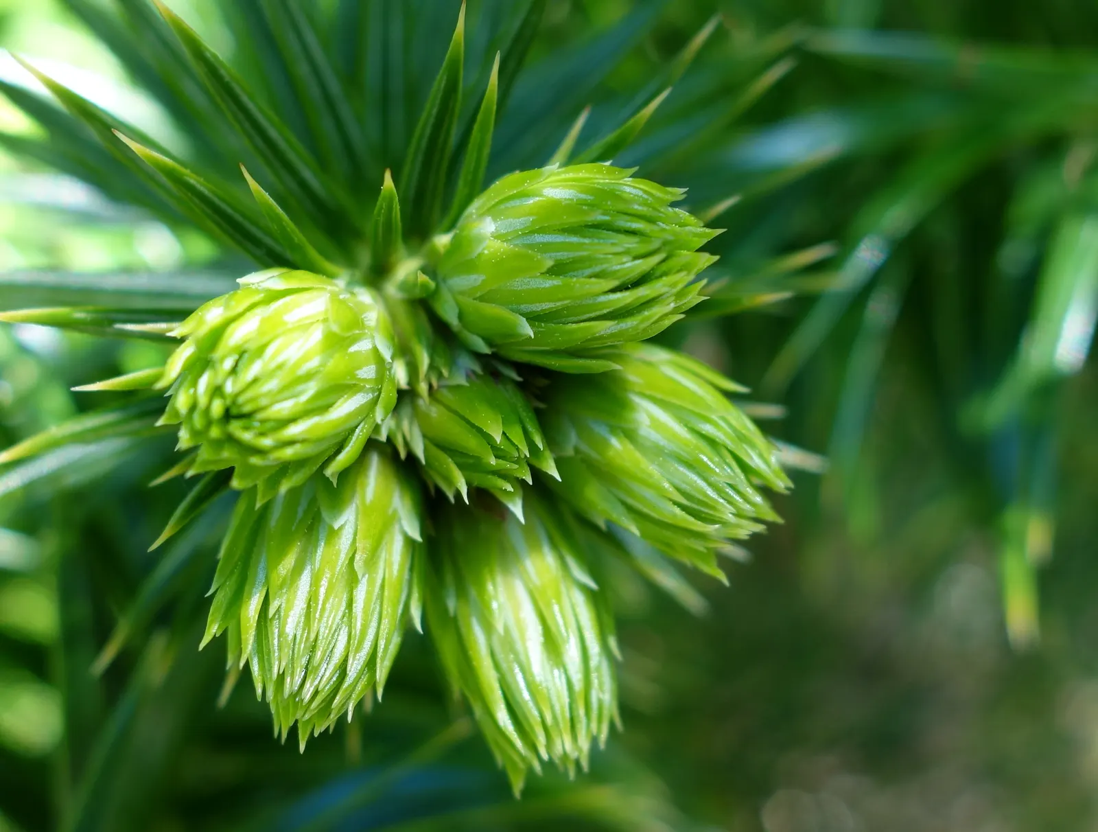 China Fir (Cunninghamia Lanceolata) — making it suitable for a variety of landscape settings.<br><br>When designing with this specimen; it's, image 50