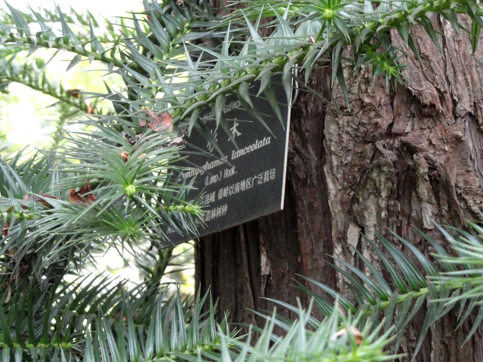 China Fir (Cunninghamia Lanceolata) — It's perfect for creating vertical accents in large landscapes; making it suitable for a variety of landscape