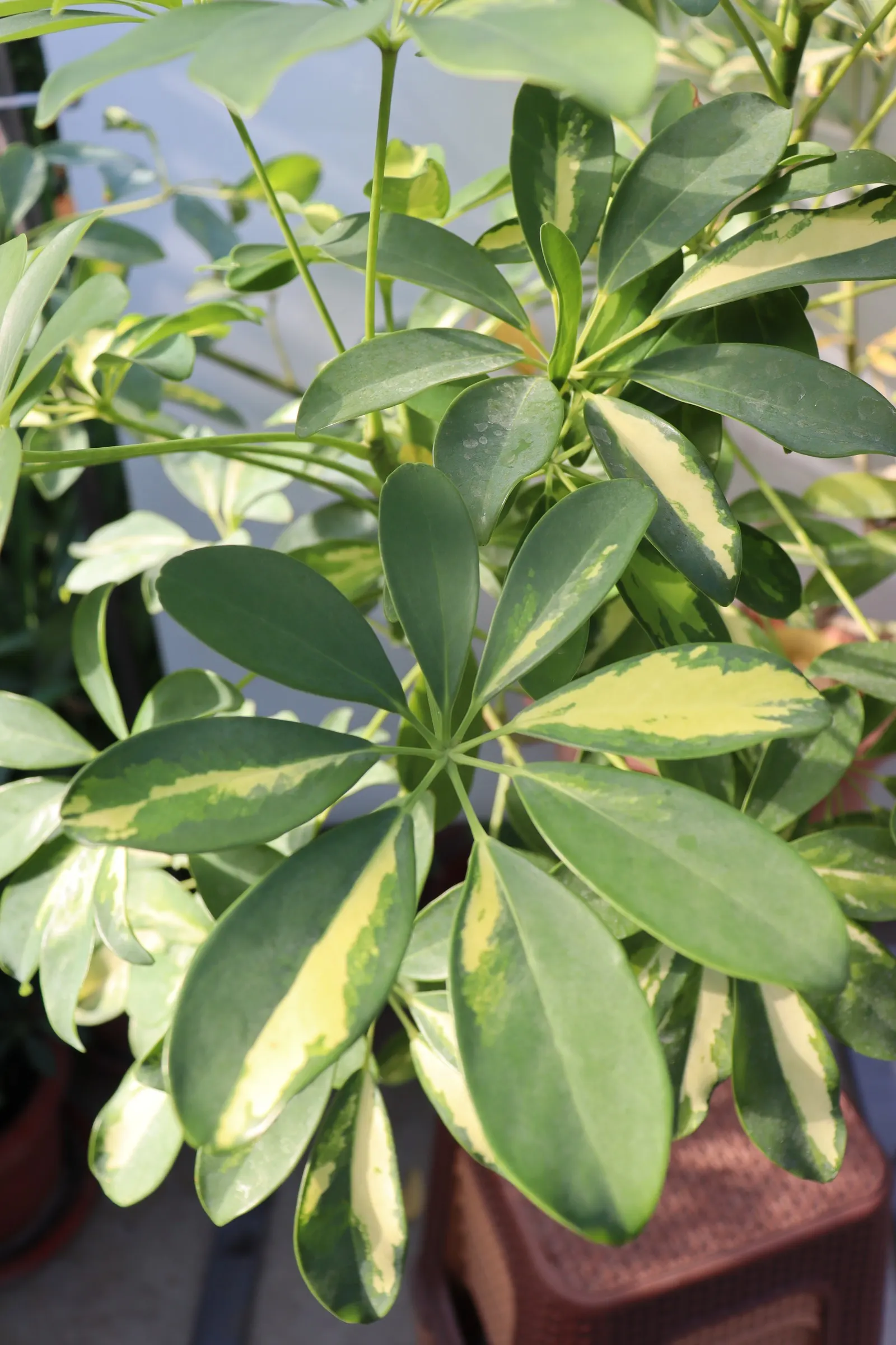 Dwarf Umbrella Plant (Cyperus Alternifolius V. Gracilis) — Its slender, green stalks are crowned with dainty, umbrella-like foliage, offering a, image 56