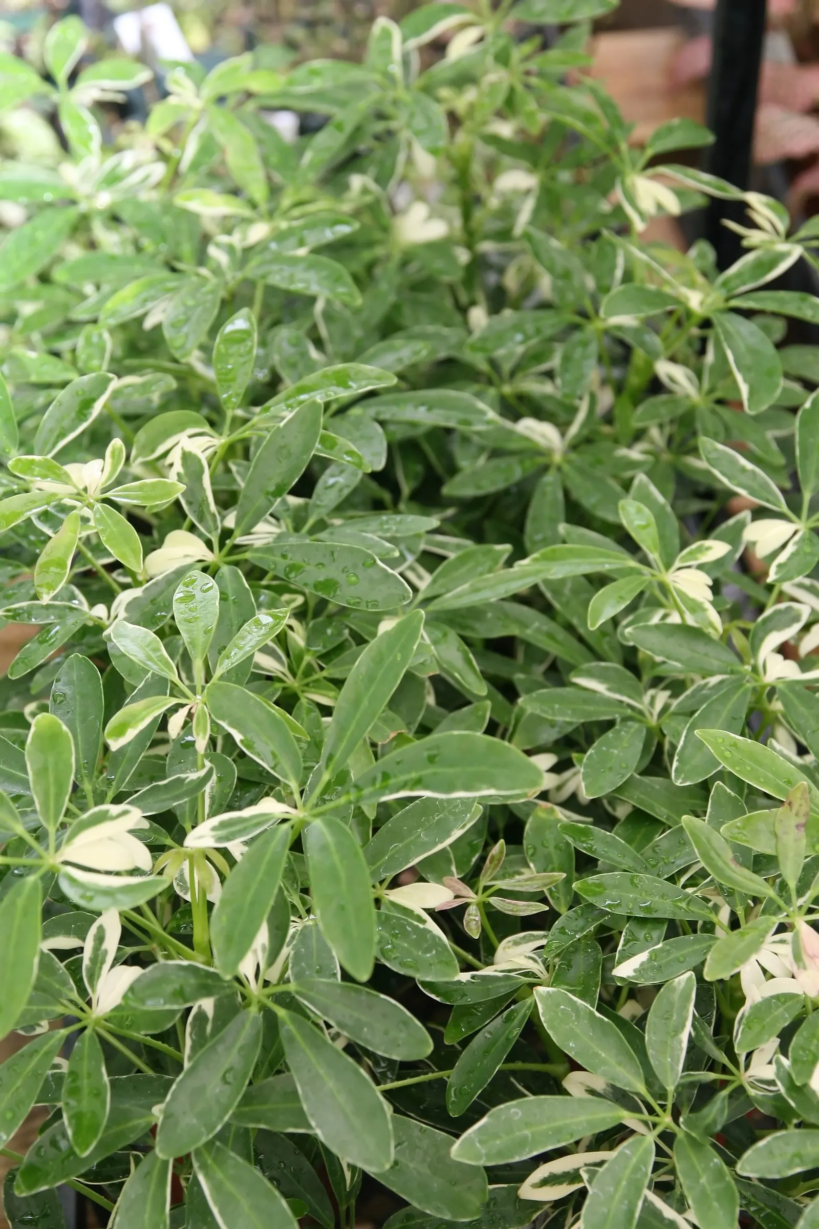Dwarf Umbrella Plant (Cyperus Alternifolius V. Gracilis) — grass-like leaflets that radiate from the tops of triangular stems