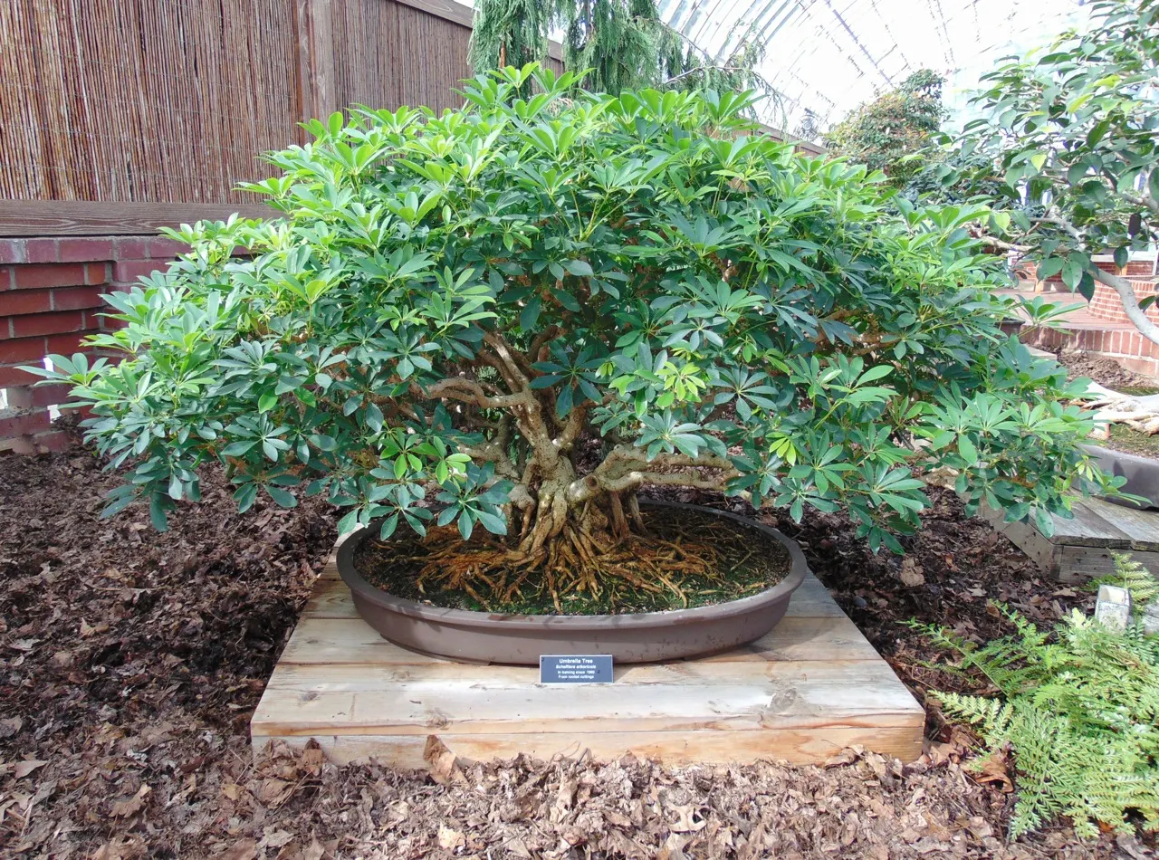 Dwarf Umbrella Plant (Cyperus Alternifolius V. Gracilis) — reaching a height of about 18-24 inches; note that the Dwarf Umbrella Plant is relatively