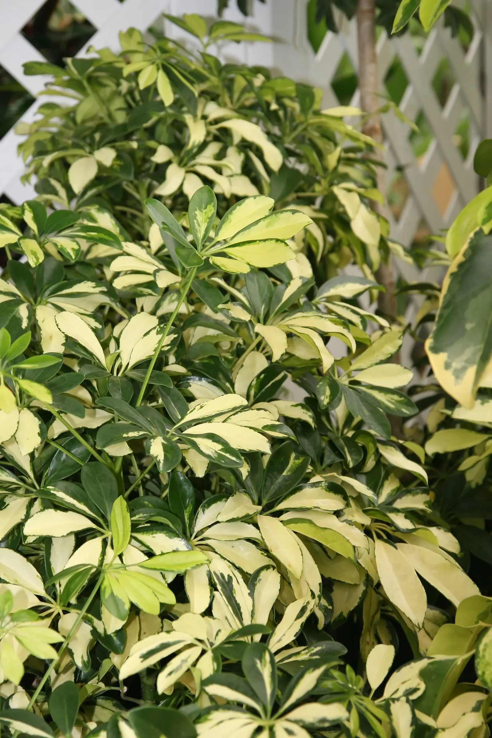 Dwarf Umbrella Plant (Cyperus Alternifolius V. Gracilis) — is an ornamental cultivar prized for its unique; the Dwarf Umbrella Plant, Cyperus, image 87