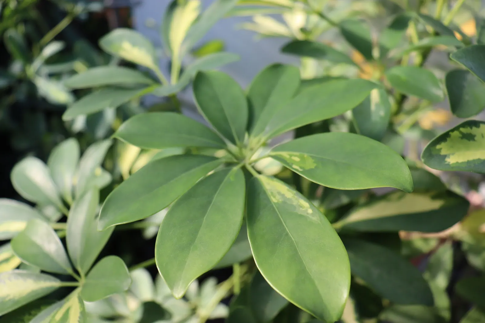 Dwarf Umbrella Plant (Cyperus Alternifolius V. Gracilis) — requiring minimal pruning to remove any spent foliage; perennial for deep shade or full, image 71