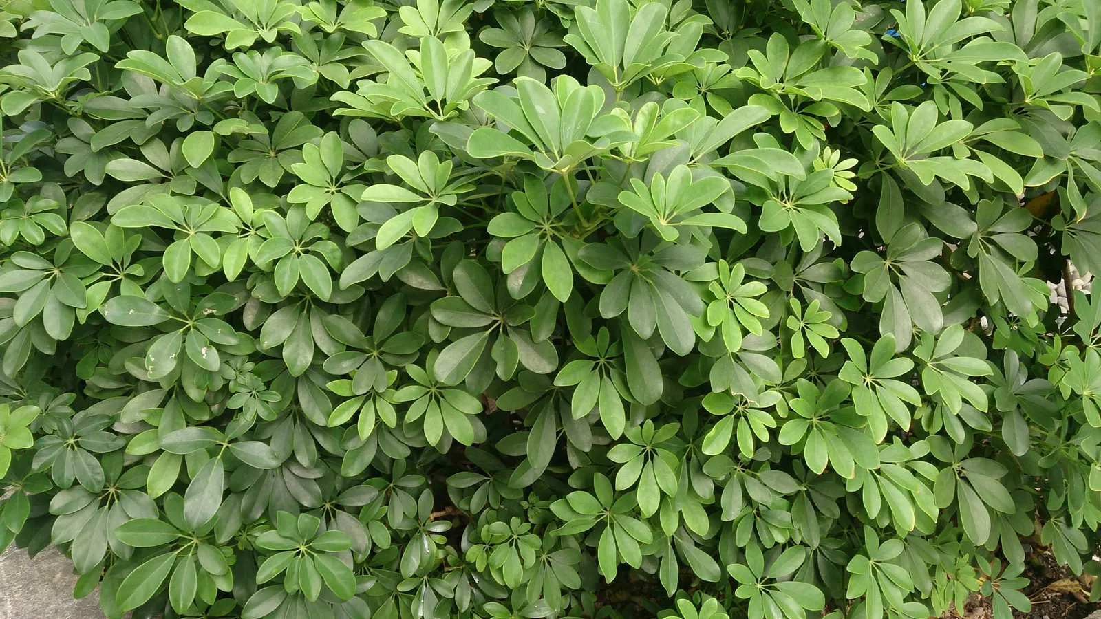 Dwarf Umbrella Plant (Cyperus Alternifolius V. Gracilis) — Its slender, green stalks are crowned with dainty, umbrella-like foliage, offering a, image 30