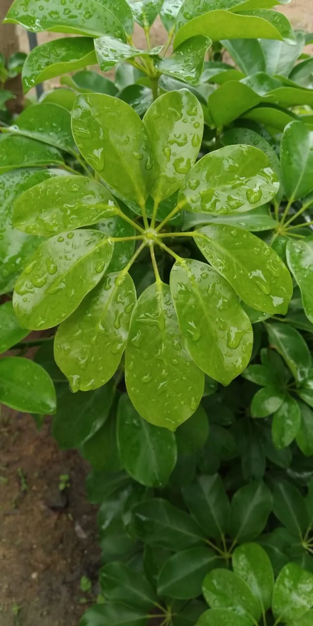 Dwarf Umbrella Plant (Cyperus Alternifolius V. Gracilis) — is a petite ornamental grass; this compact variety reaches a mature height of, image 54