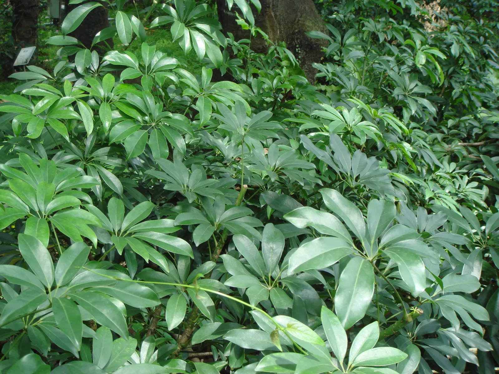 Dwarf Umbrella Plant (Cyperus Alternifolius V. Gracilis) — is a petite ornamental grass