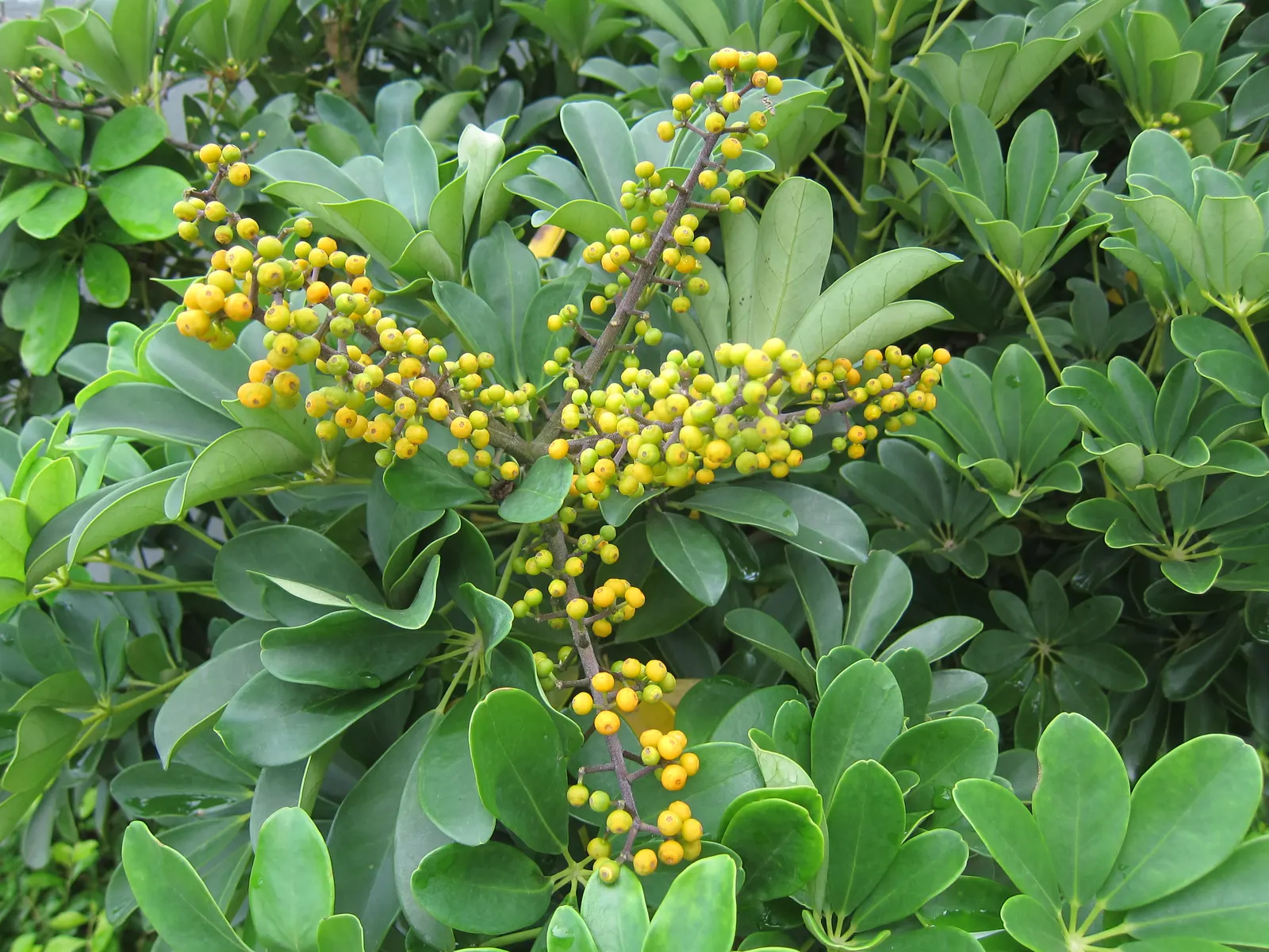 Dwarf Umbrella Plant (Cyperus Alternifolius V. Gracilis) — The Dwarf Umbrella Plant, Cyperus alternifolius var