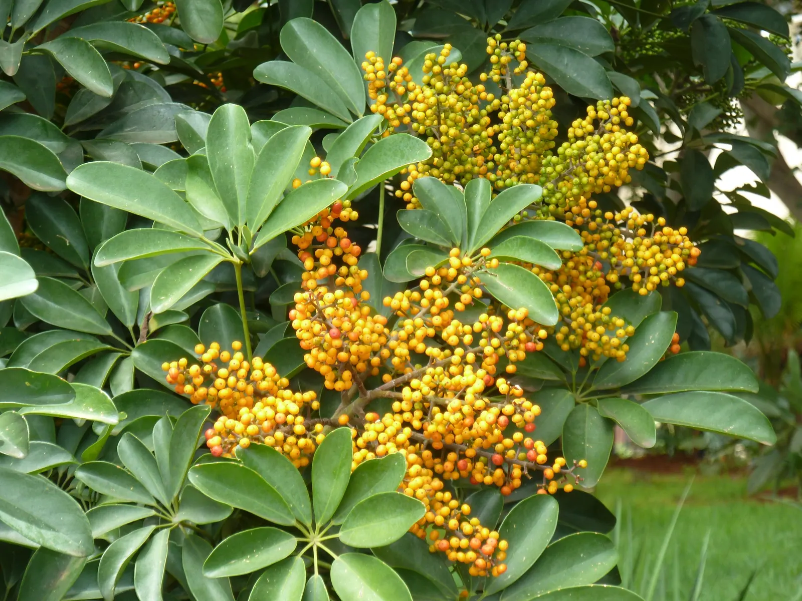 Dwarf Umbrella Plant (Cyperus Alternifolius V. Gracilis) — It is remarkably adaptable, flourishing in a range of soil types provided they are kept consistently
