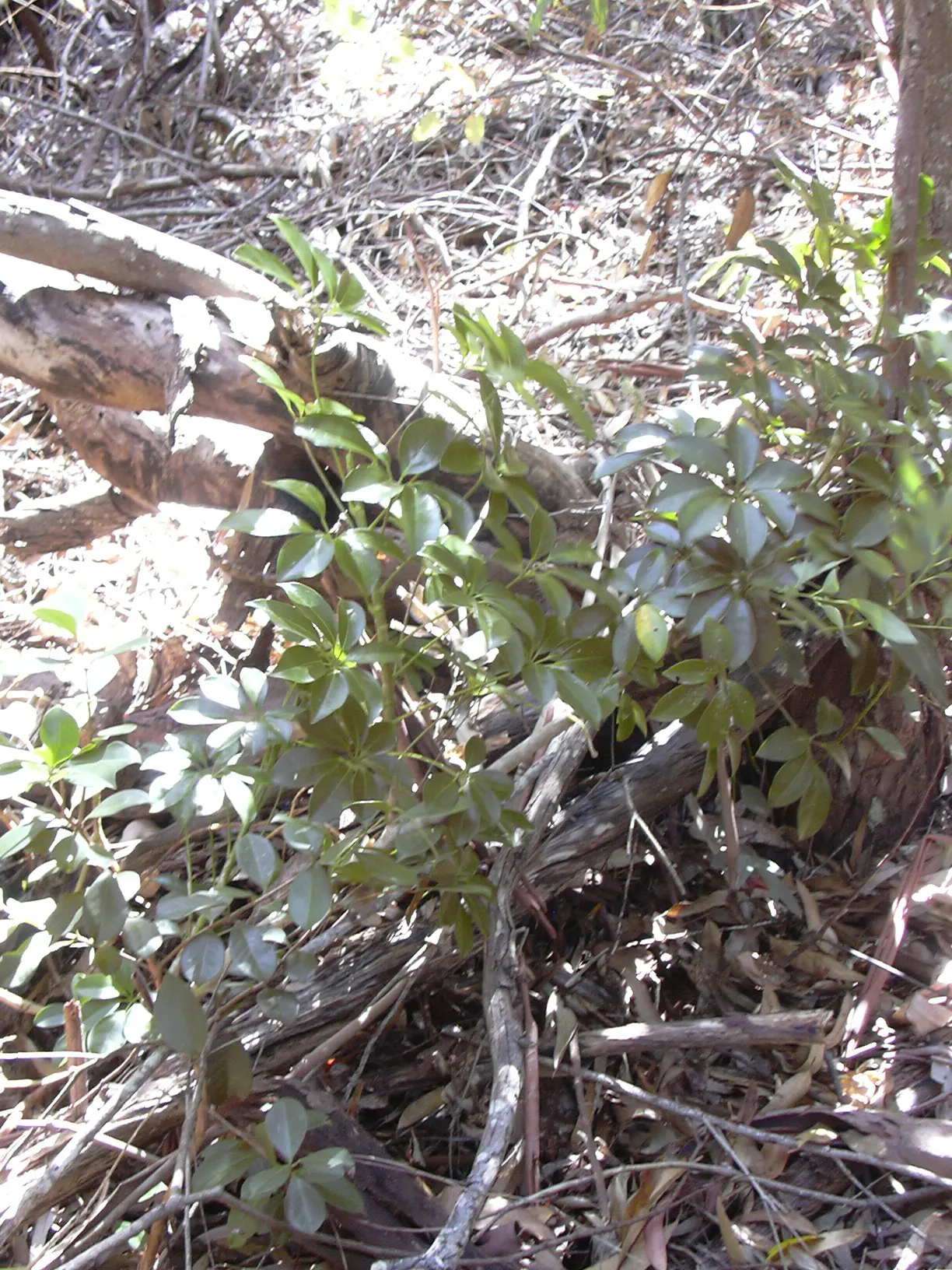 Dwarf Umbrella Plant (Cyperus Alternifolius V. Gracilis) — note that the Dwarf Umbrella Plant is relatively low-maintenance