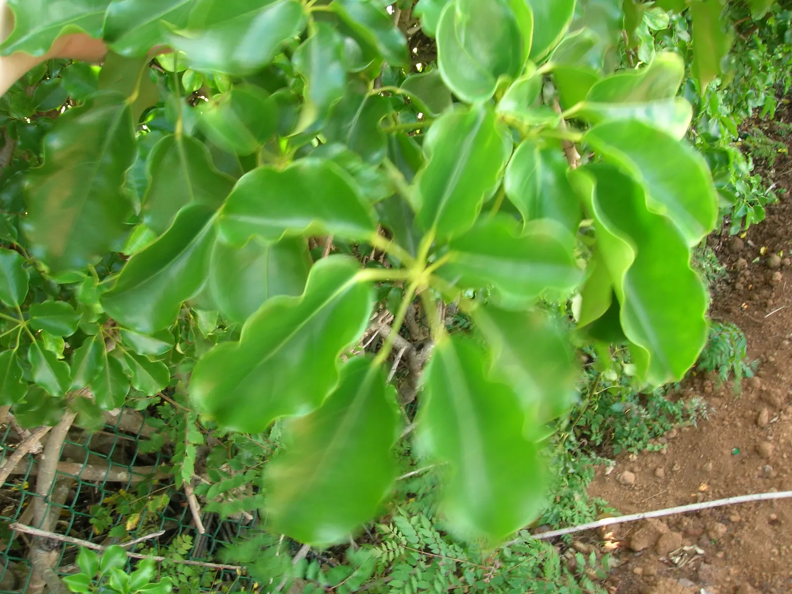 Dwarf Umbrella Plant (Cyperus Alternifolius V. Gracilis) — Its slender, green stalks are crowned with dainty, umbrella-like foliage, offering a, image 82