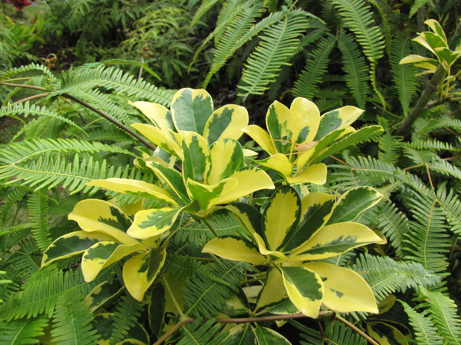 Dwarf Umbrella Plant (Cyperus Alternifolius V. Gracilis) — it's ideal for small water features; the plant presents a textural contrast to broad-leaved species