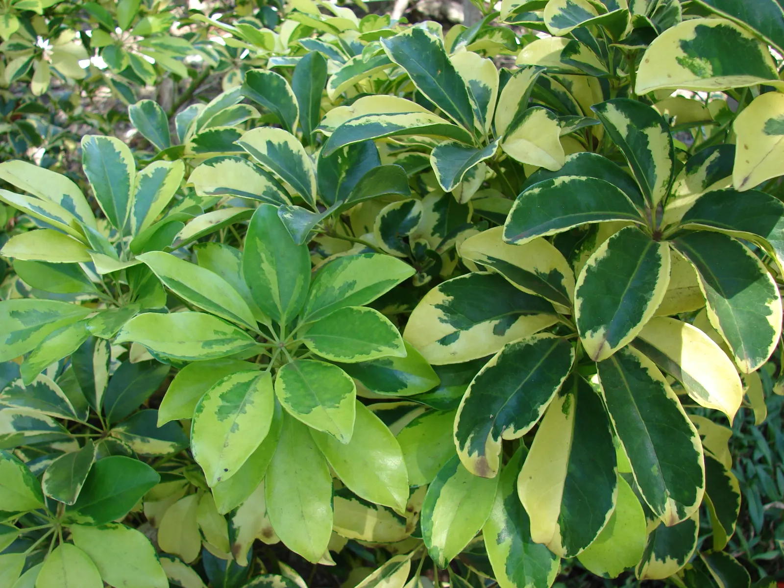 Dwarf Umbrella Plant (Cyperus Alternifolius V. Gracilis) — reaching a height of about 18-24 inches; note that the Dwarf Umbrella Plant is relatively, image 55